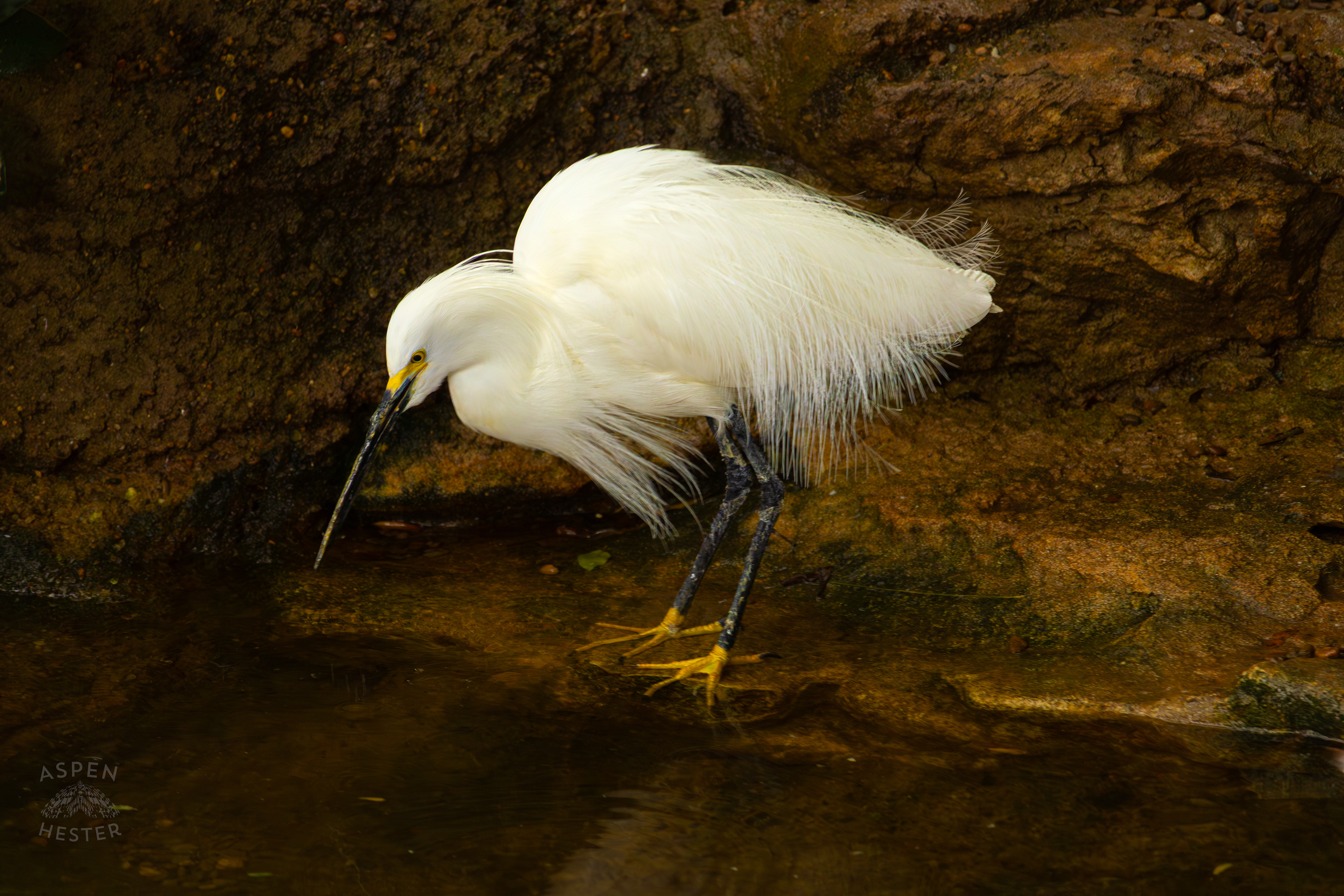 A Snowy Egret Takes A Sip From The Waters In The Wetlands Inside The National Aviary in Pittsburgh Pennsylvania. February 26th, 2025/Aspen Hester
