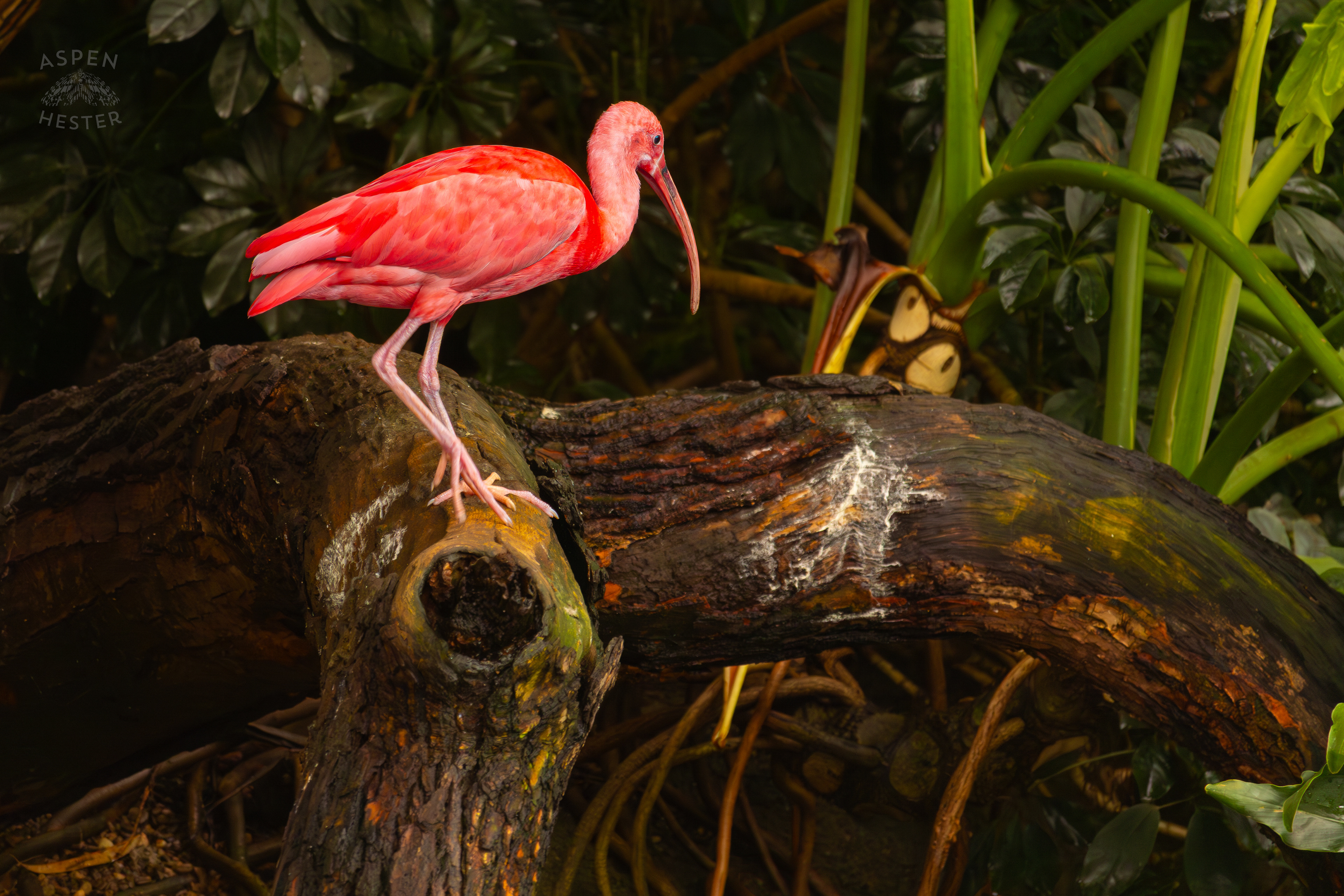 A Scarlet Ibis Perches in The Wetlands Inside The National Aviary in Pittsburgh Pennsylvania. February 26th, 2025/Aspen Hester