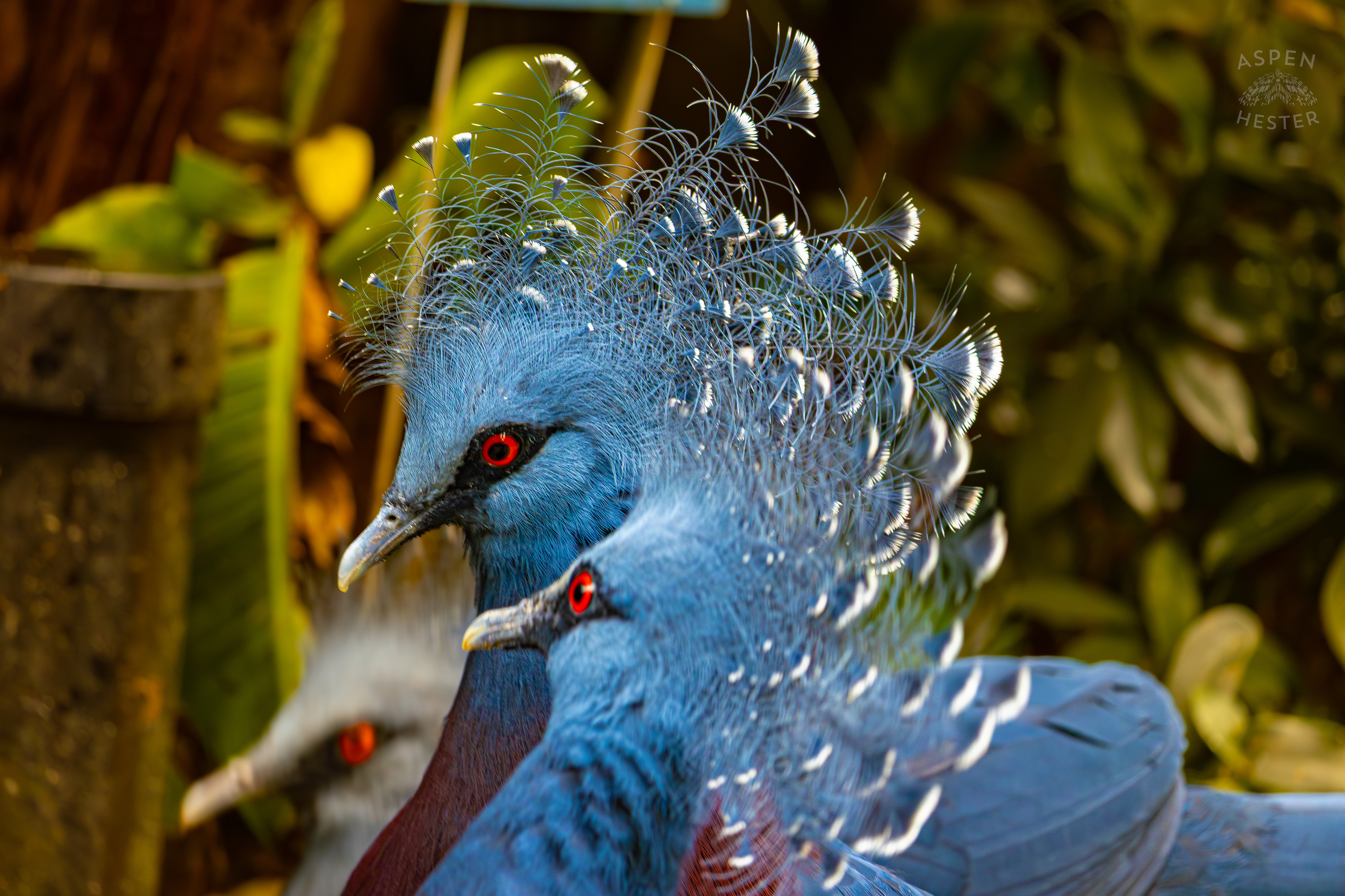 Two Victoria Crowned Pigeons in The Rainforest Inside The National Aviary in Pittsburgh Pennsylvania. February 26th, 2025/Aspen Hester