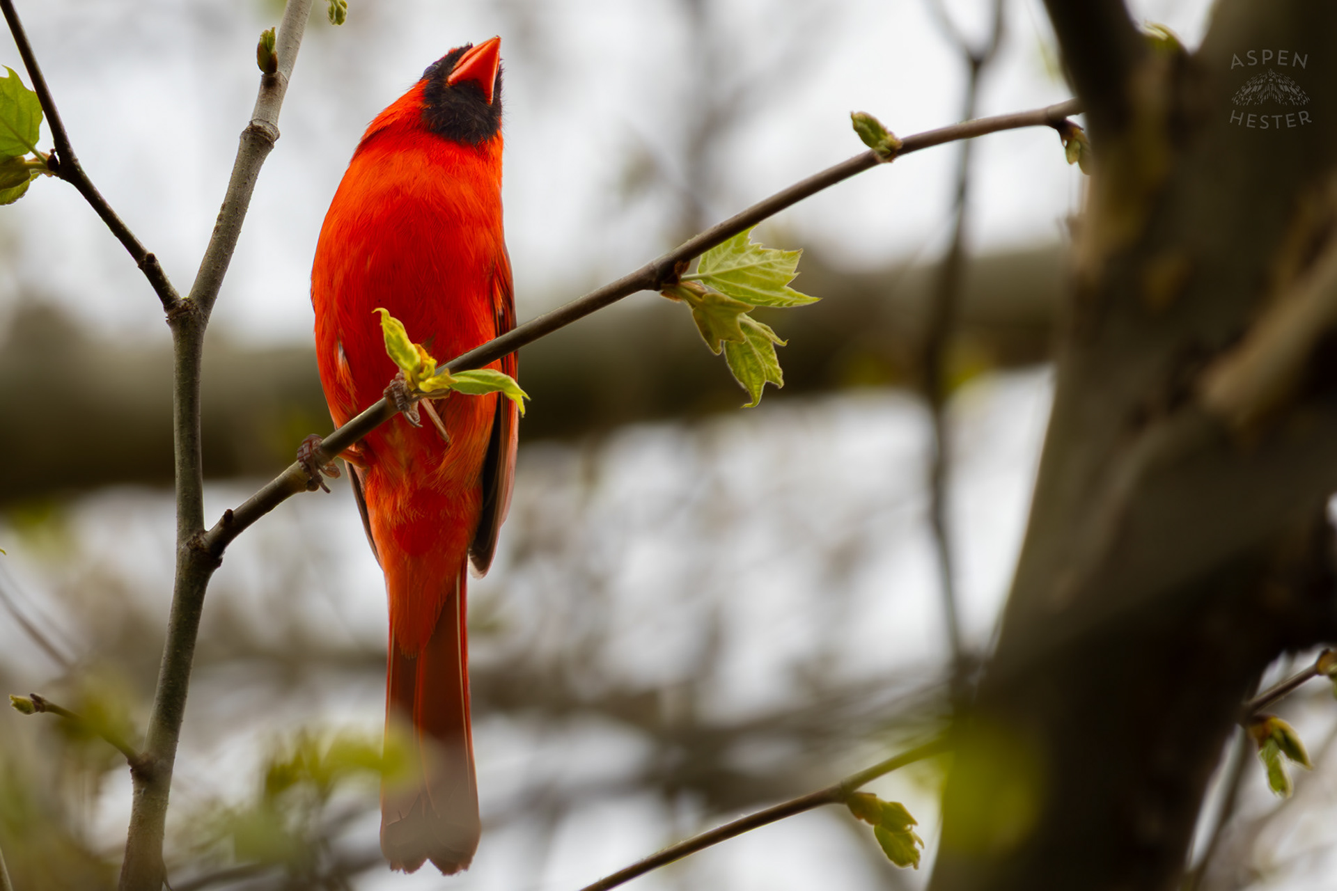 A Bright Cardinal Chills in The Trees of Brown Park. April 14th, 2025/Aspen Hester 