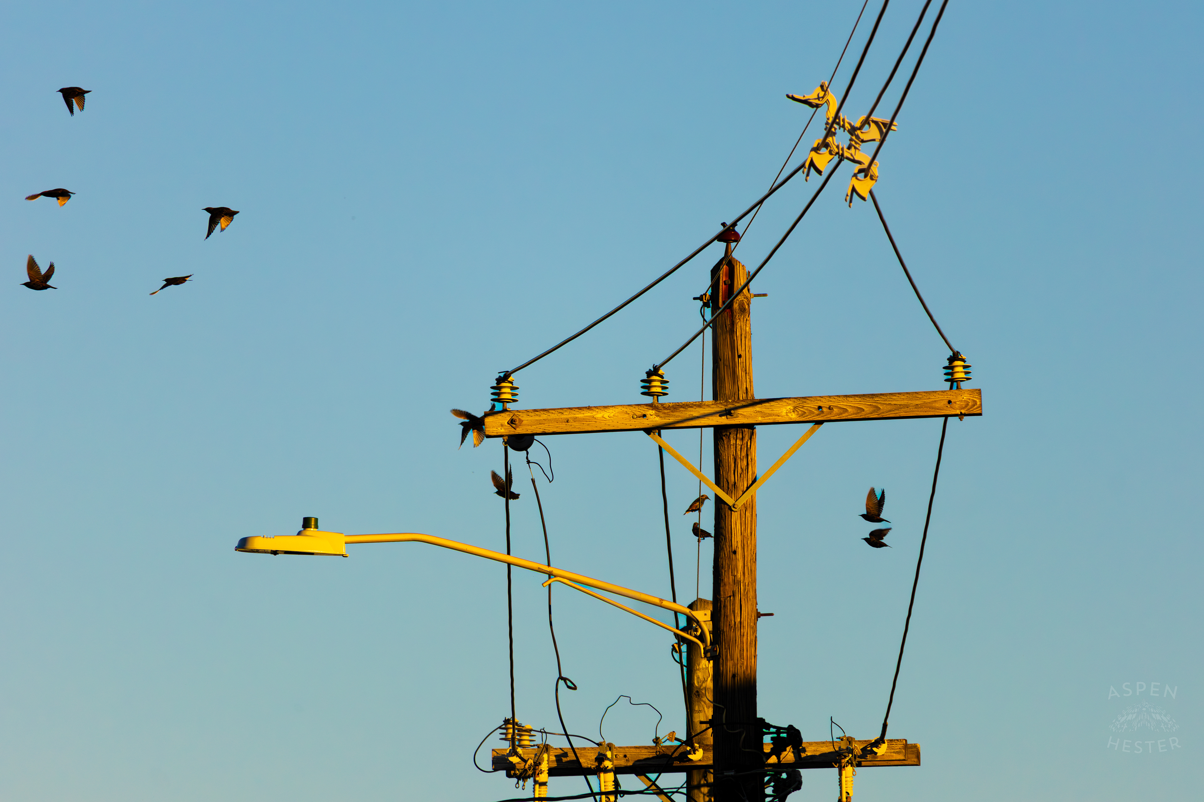 Birds Sit Atop and Fly Around A Powerline In Nulu on A Saturday Evening. November 14th, 2024/Aspen Hester