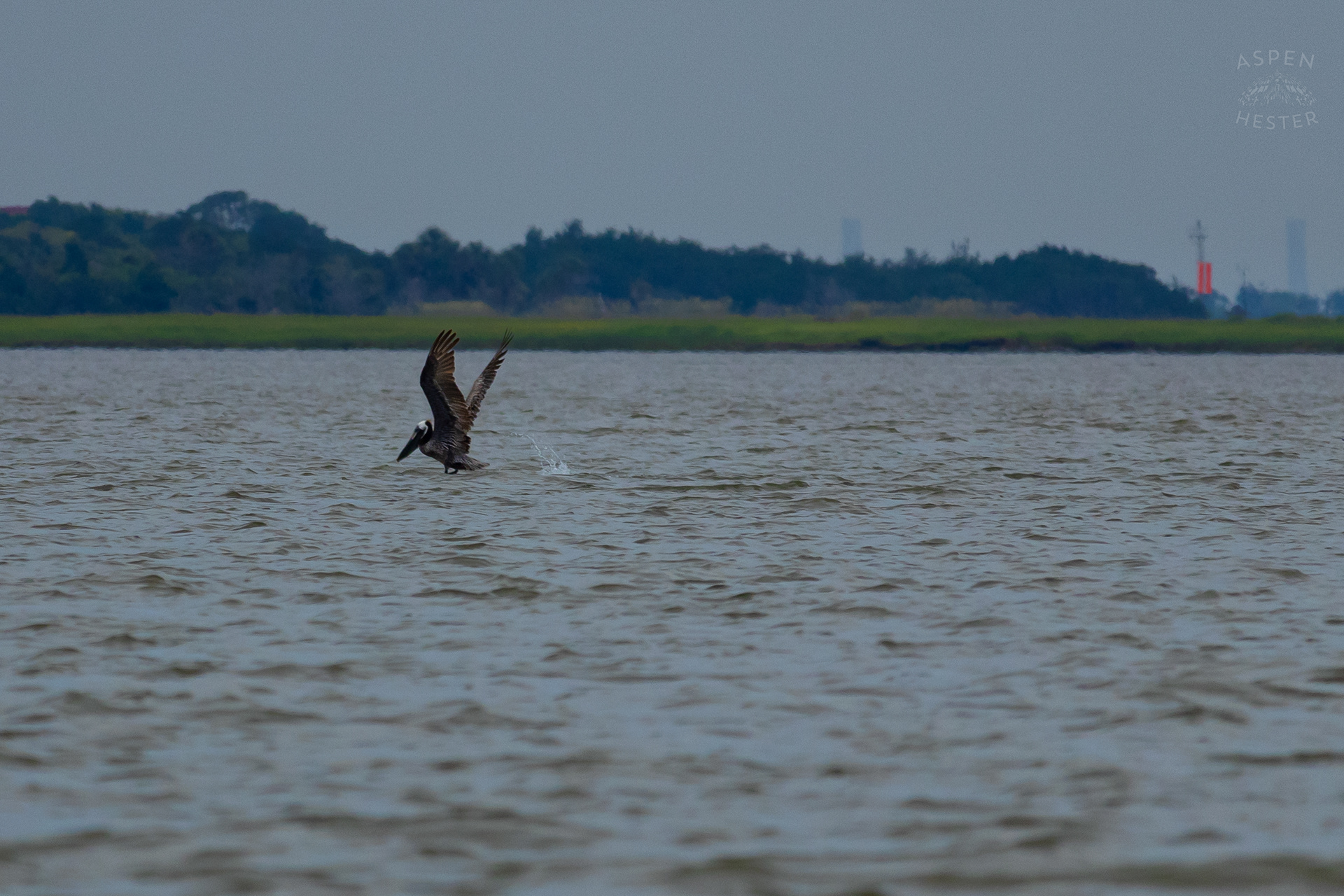 Sea Bird Diving Into The Water of Tybee Island Georgia. June 24th, 2024/Aspen Hester