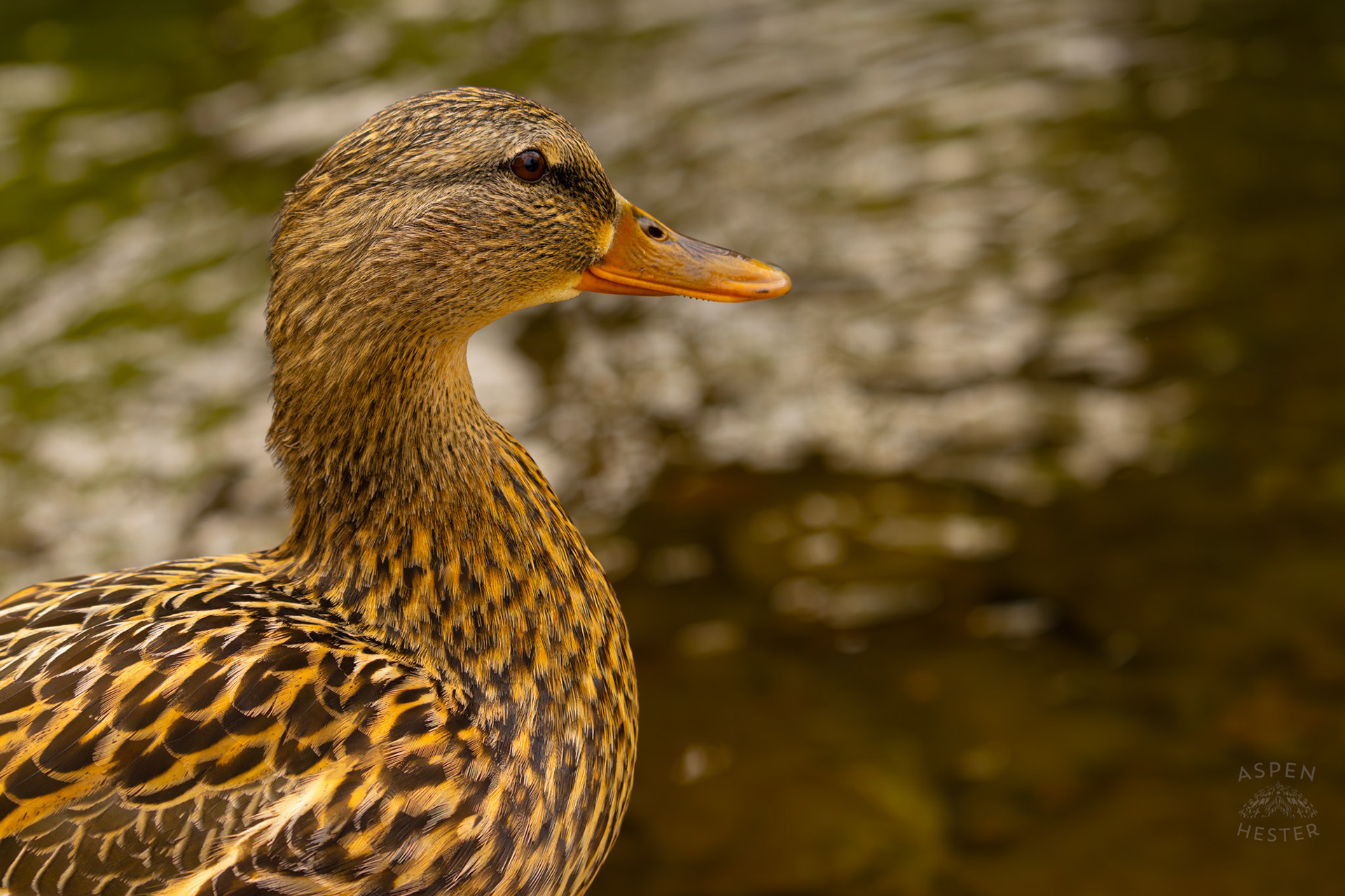 A Female Mallard Basks in The Sun on The Banks of Middle Fork Beargrass Creek Where It Runs Through Brown Park. April 14th, 2025/Aspen Hester