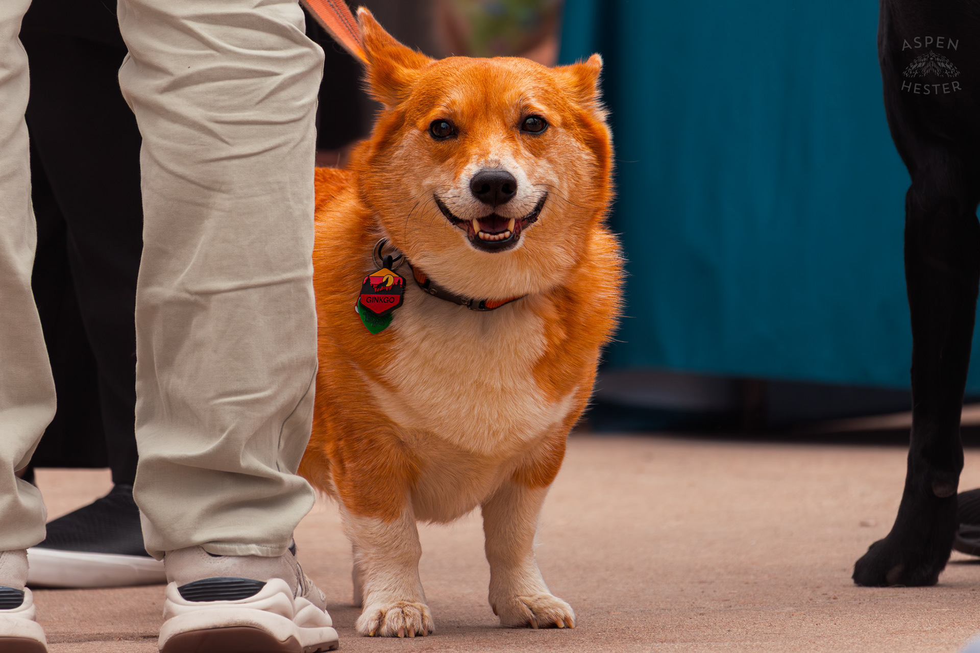 A Corgi Stands Between Their Humans Legs at Westport Village’s 5th Annual Puppy Palooza. April 19th, 2025/Aspen Hester