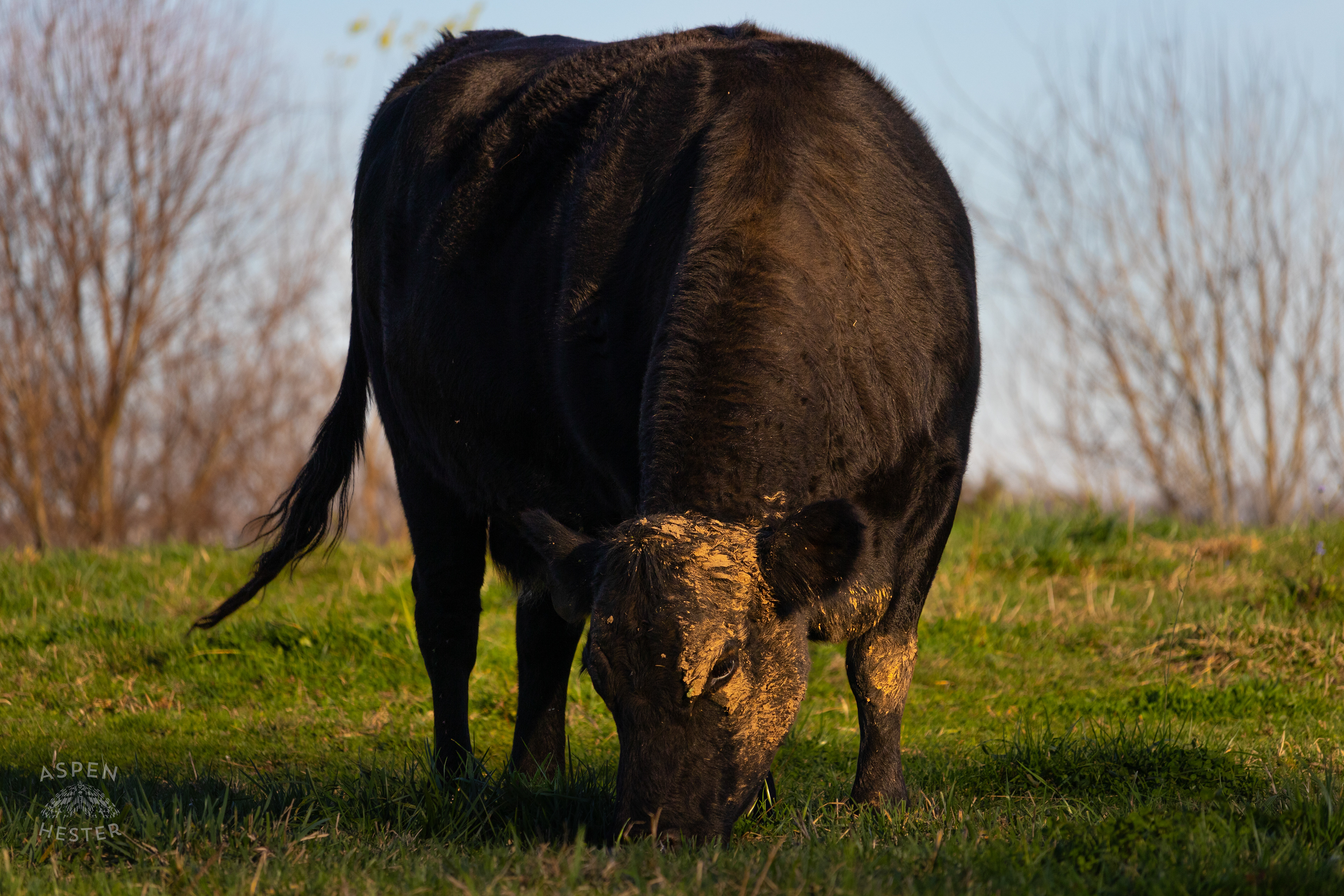 Pasture Fed Cow Rosie Mowing Through The Field on Skinner Farms Thanksgiving Turkey Pick Up Day. November 24th, 2024/Aspen Hester