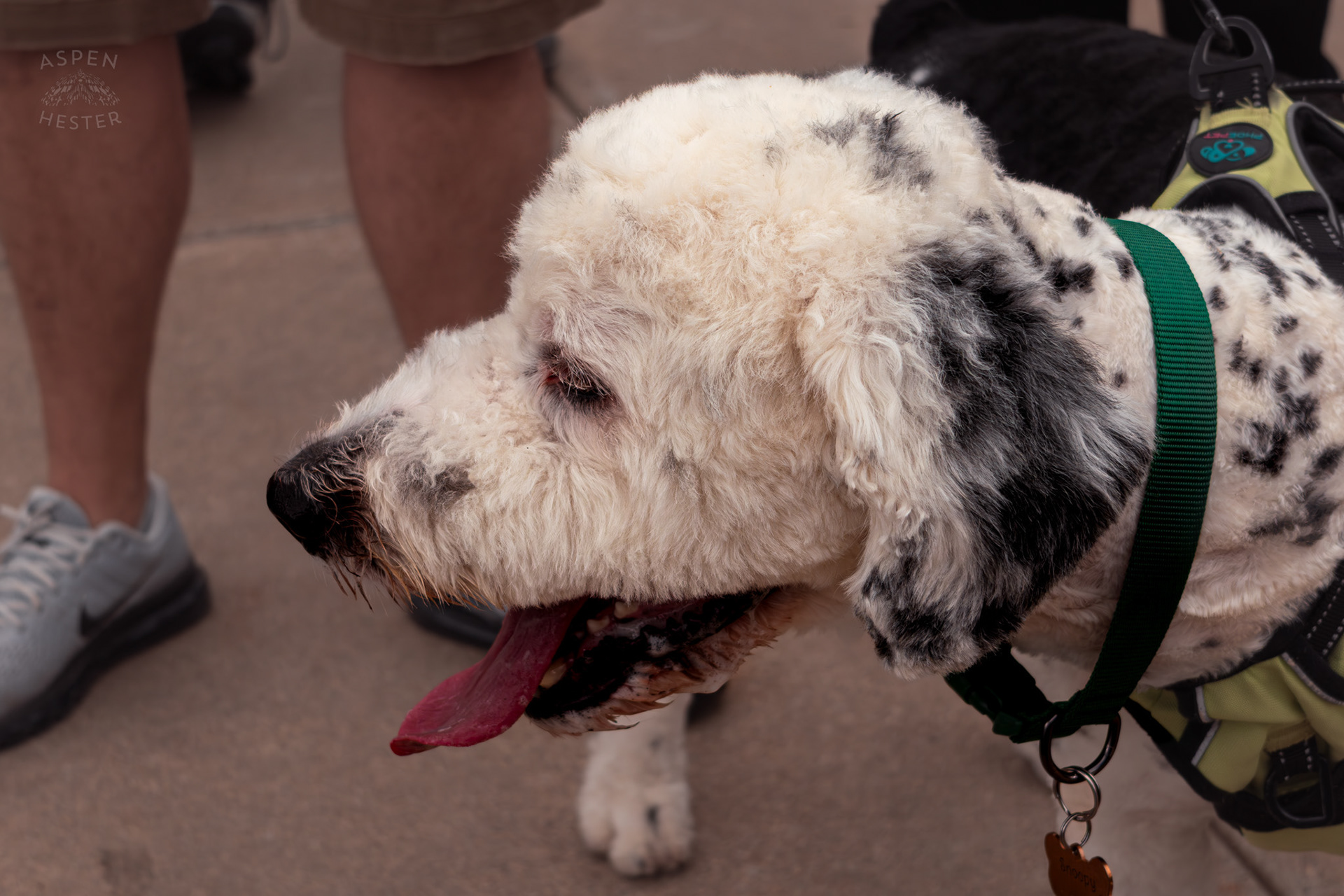 A Fluffy Dalmatian Breed at Westport Village’s 5th Annual Puppy Palooza. April 19th, 2025/Aspen Hester