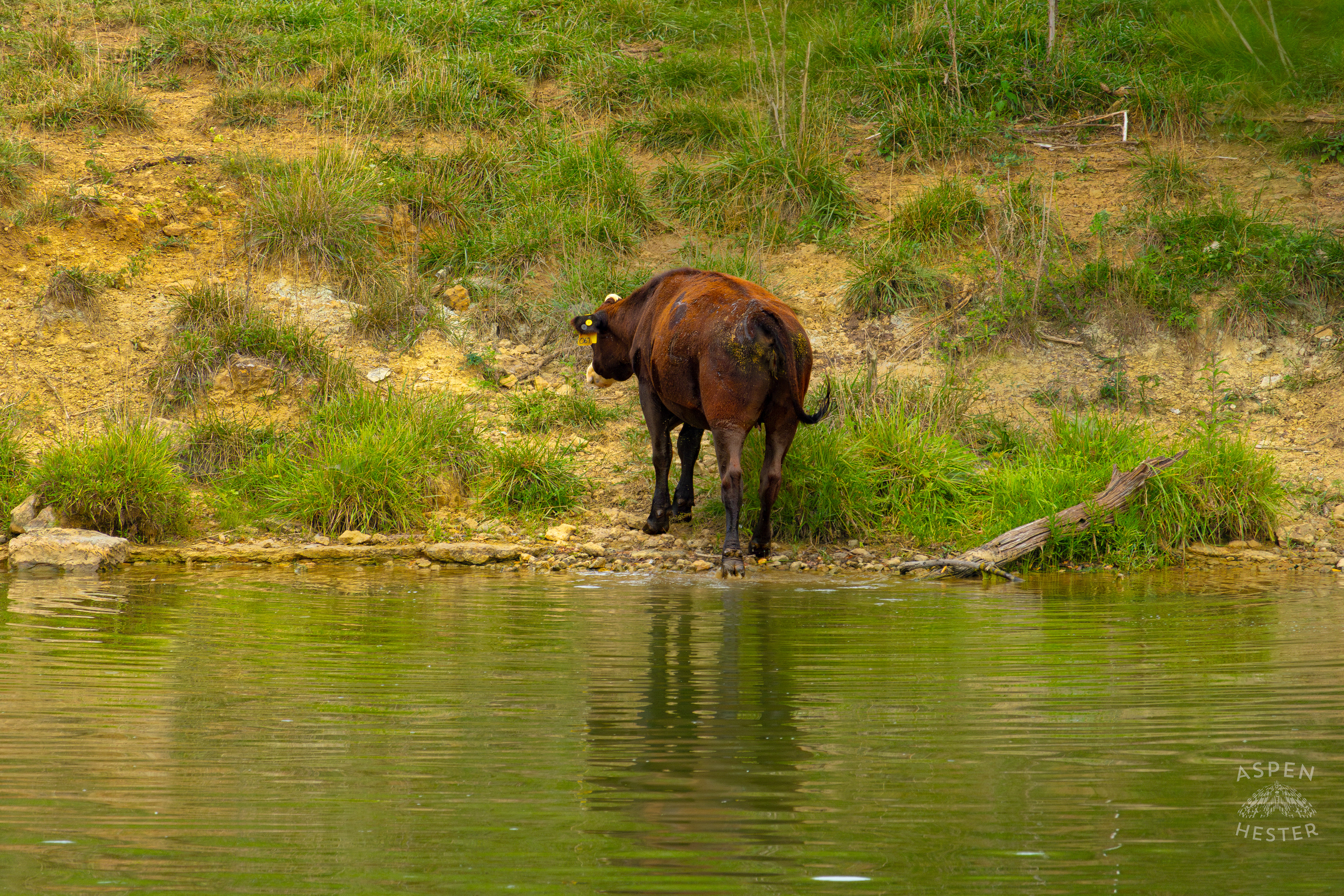 A Cow Wading Out of the Cool Waters of Reformatory Lake. August 12th, 2024/Aspen Hester