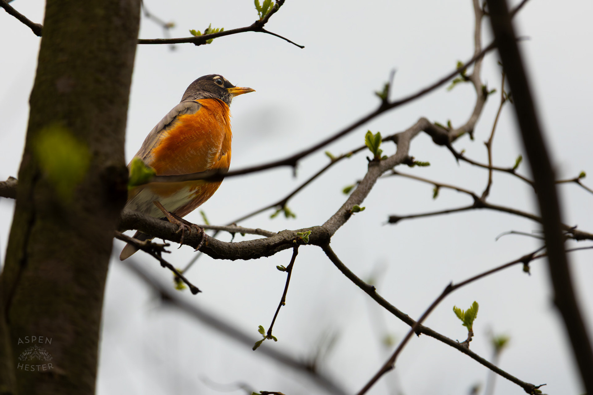 A Robin in A Tree in Brown Park. April 14th, 2025/Aspen Hester