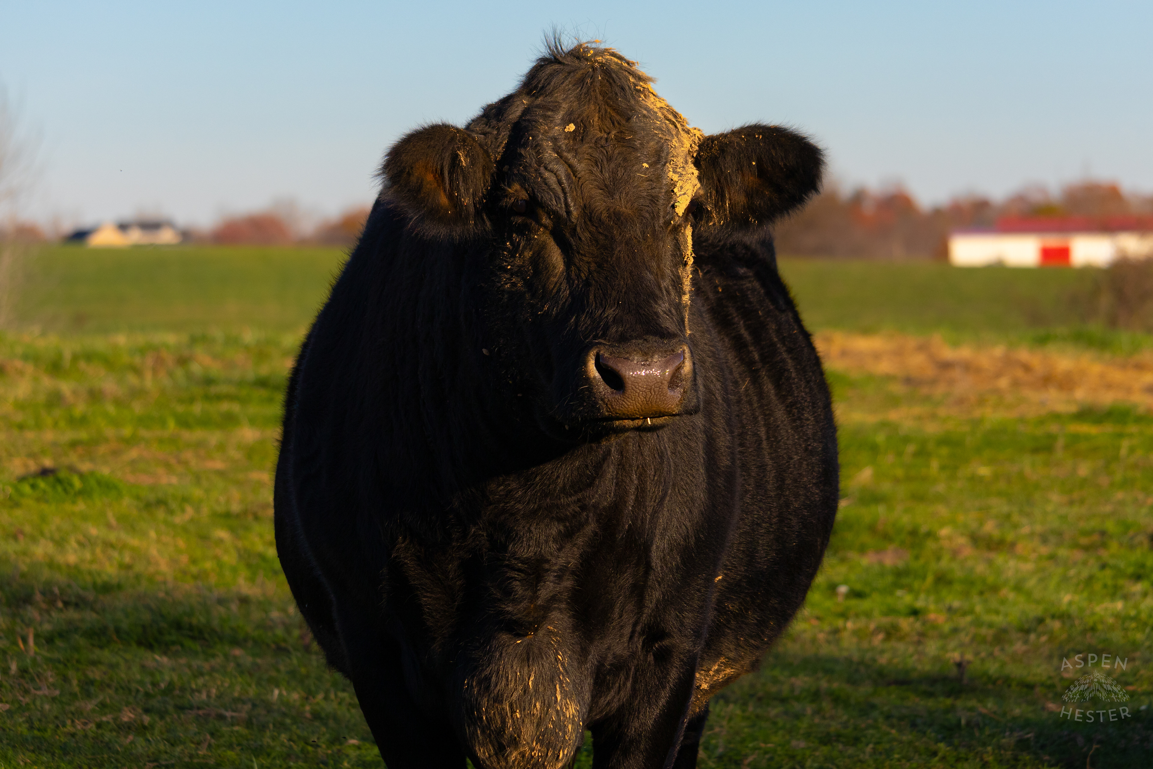 Sleepy Pasture Fed Cow Rosie in The Field on Skinner Farms Thanksgiving Turkey Pick Up Day. November 24th, 2024/Aspen Hester