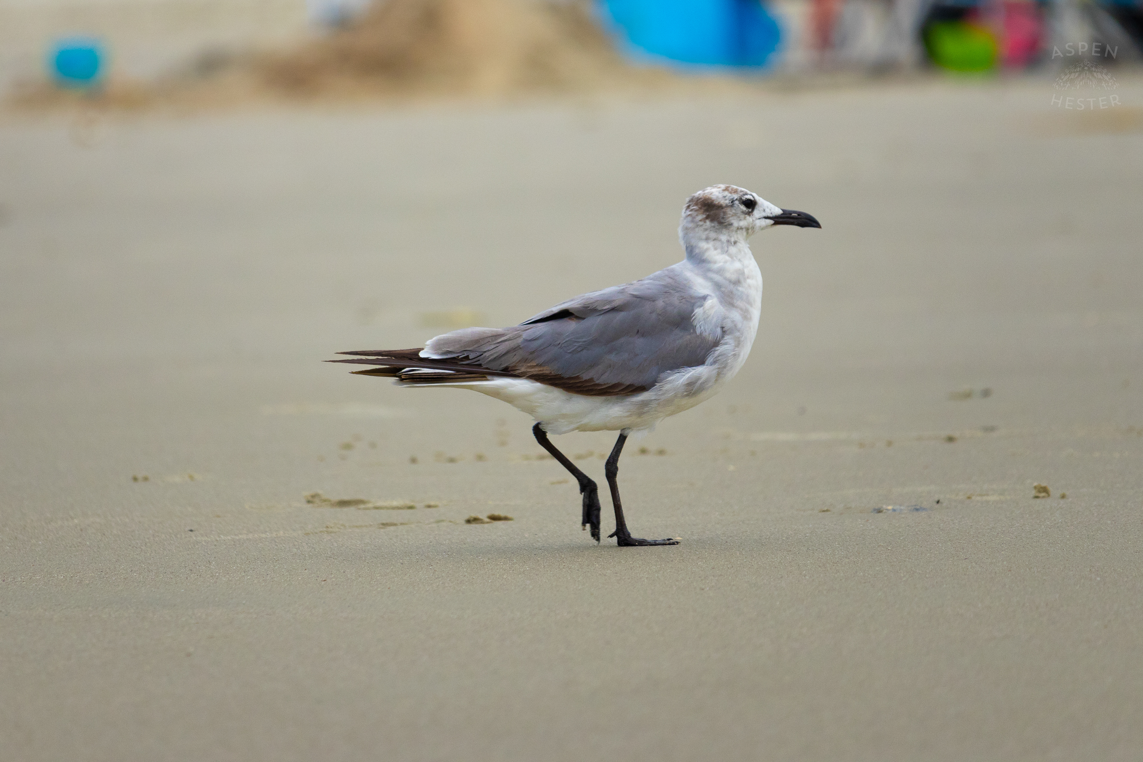 Seagull On Tybee Island Georgia. June 24th, 2024/Aspen Hester