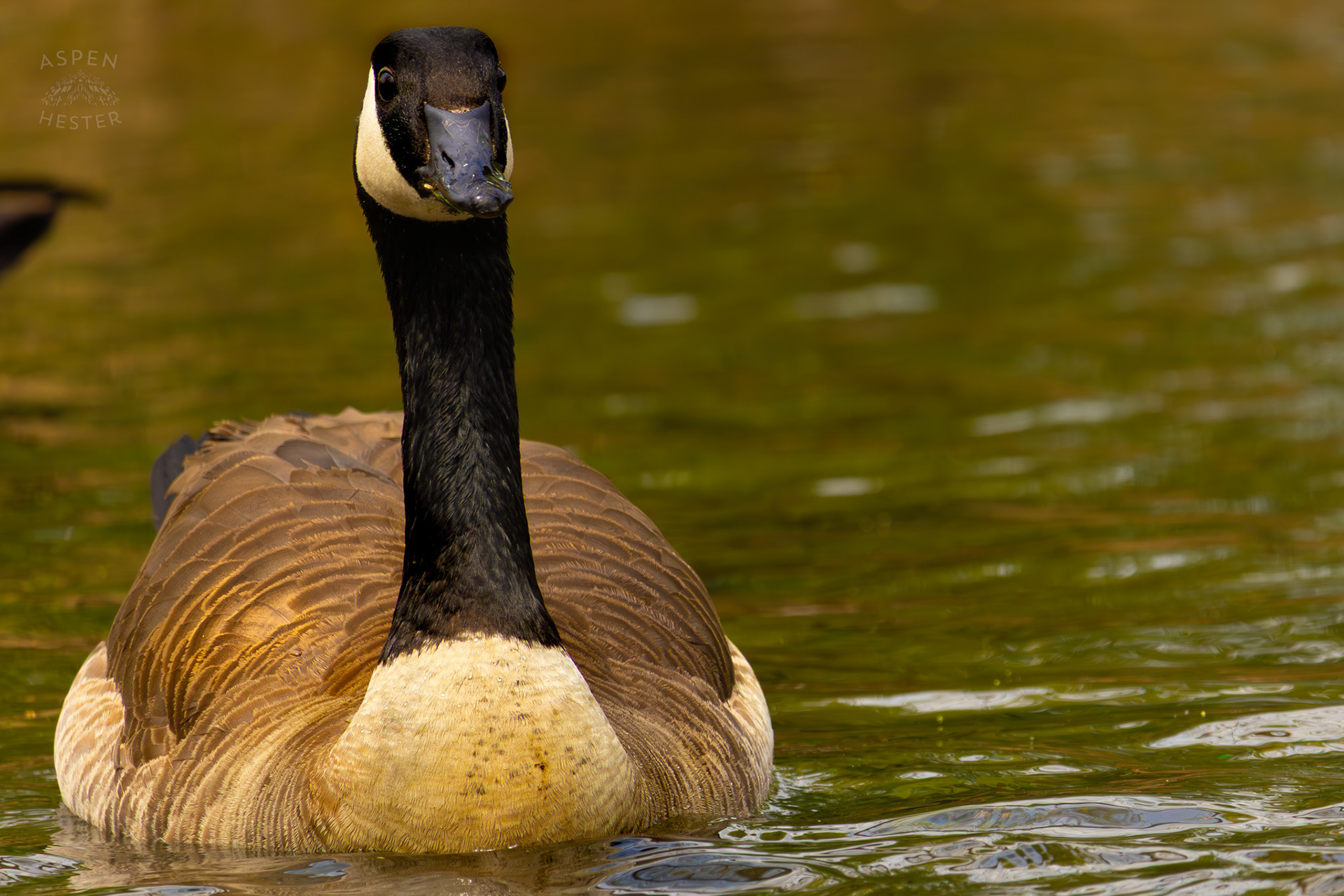 A Goose Swims in Middle Fork Beargrass Creek Where It Runs Through Brown Park. April 14th, 2025/Aspen Hester