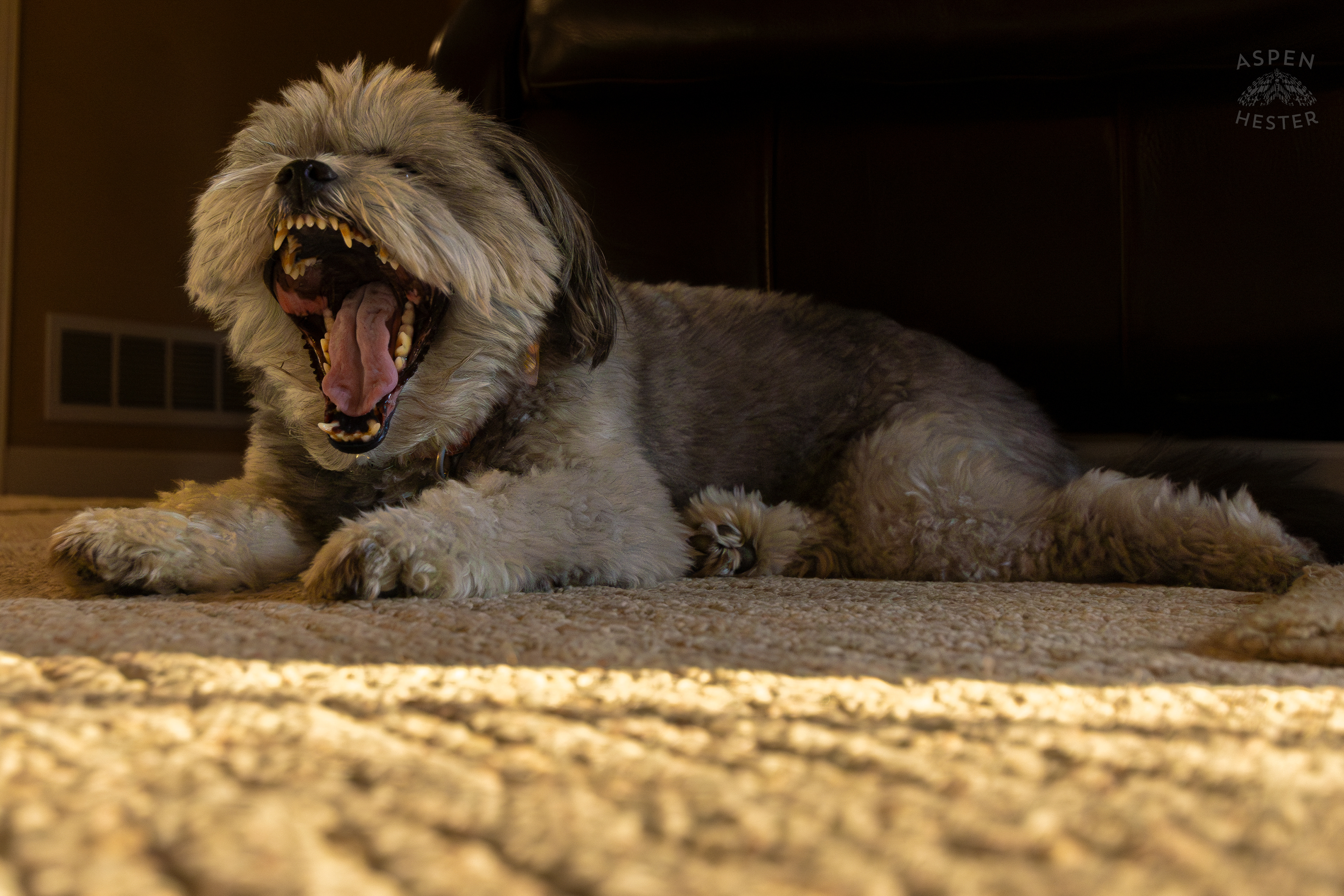 My Girl Mabel Yawning. November 11th, 2024/Aspen Hester