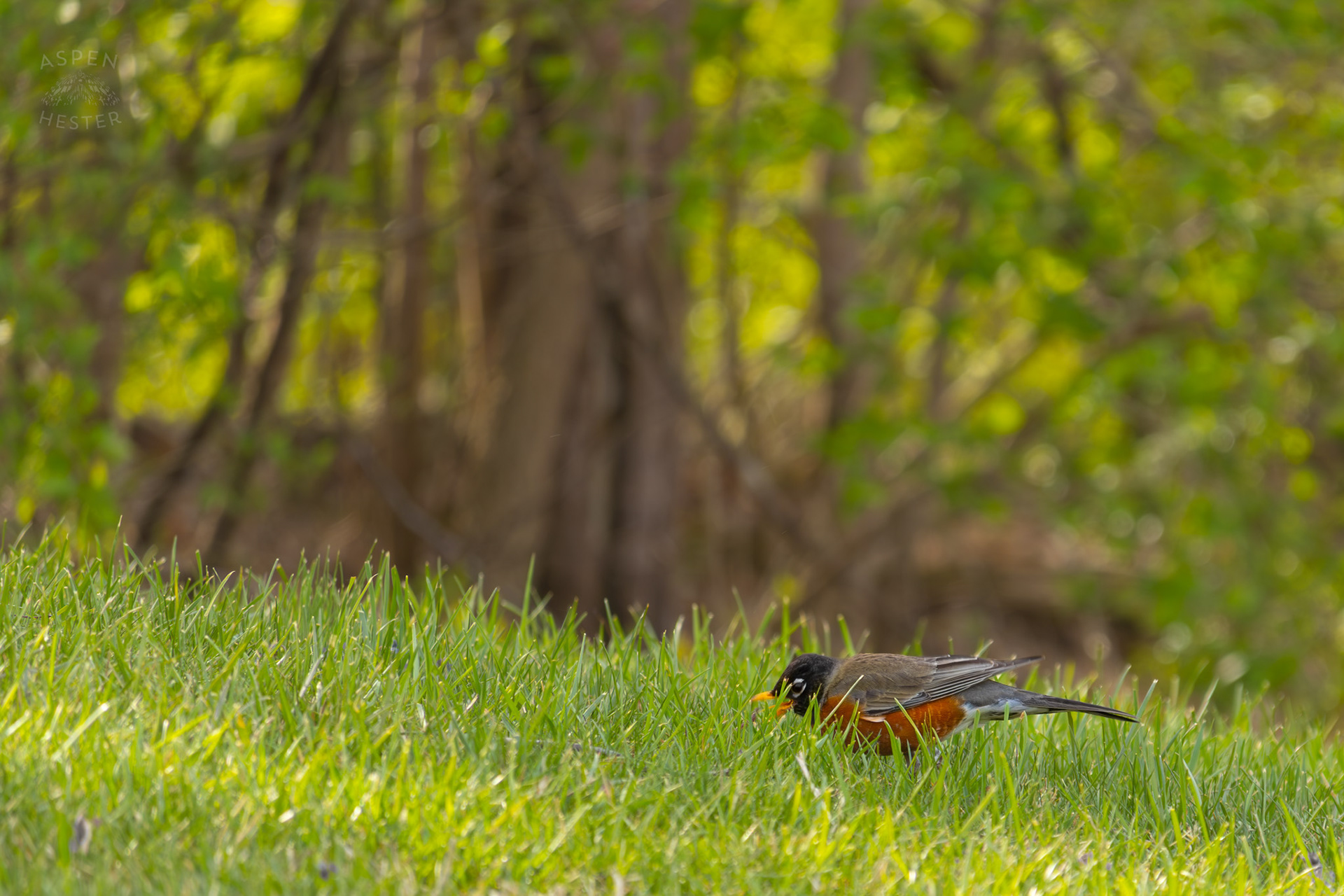A Robin Hunts for Worms in My Neighbor's Yard. March 29th, 2026/Aspen Hester