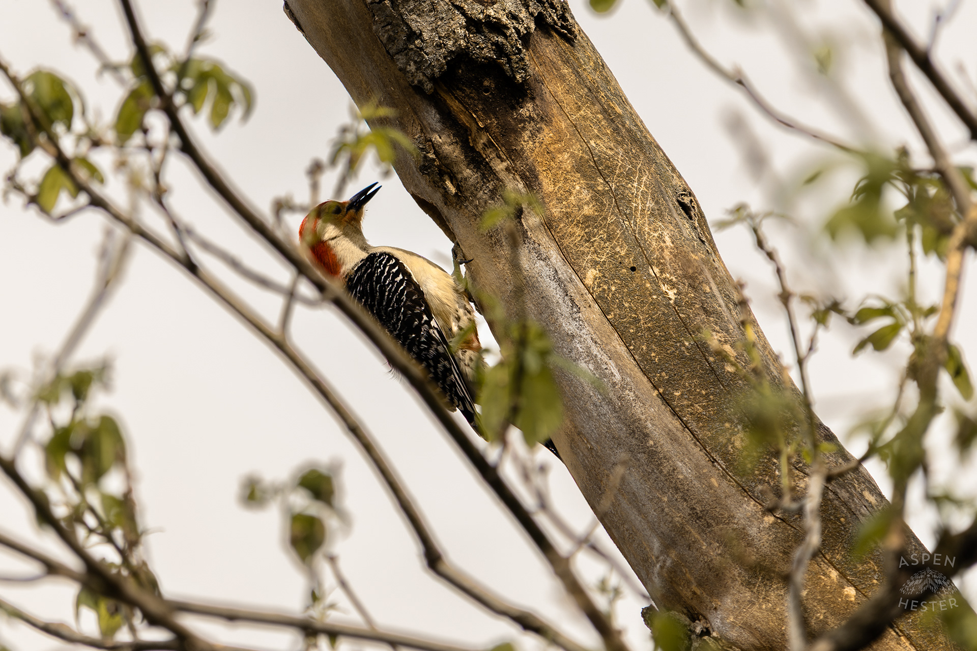 A Red-Bellied Woodpecker Forages in A Tree Above Water Amid The Historic Flooding in Utica Indiana. April 9th, 2025/Aspen Hester