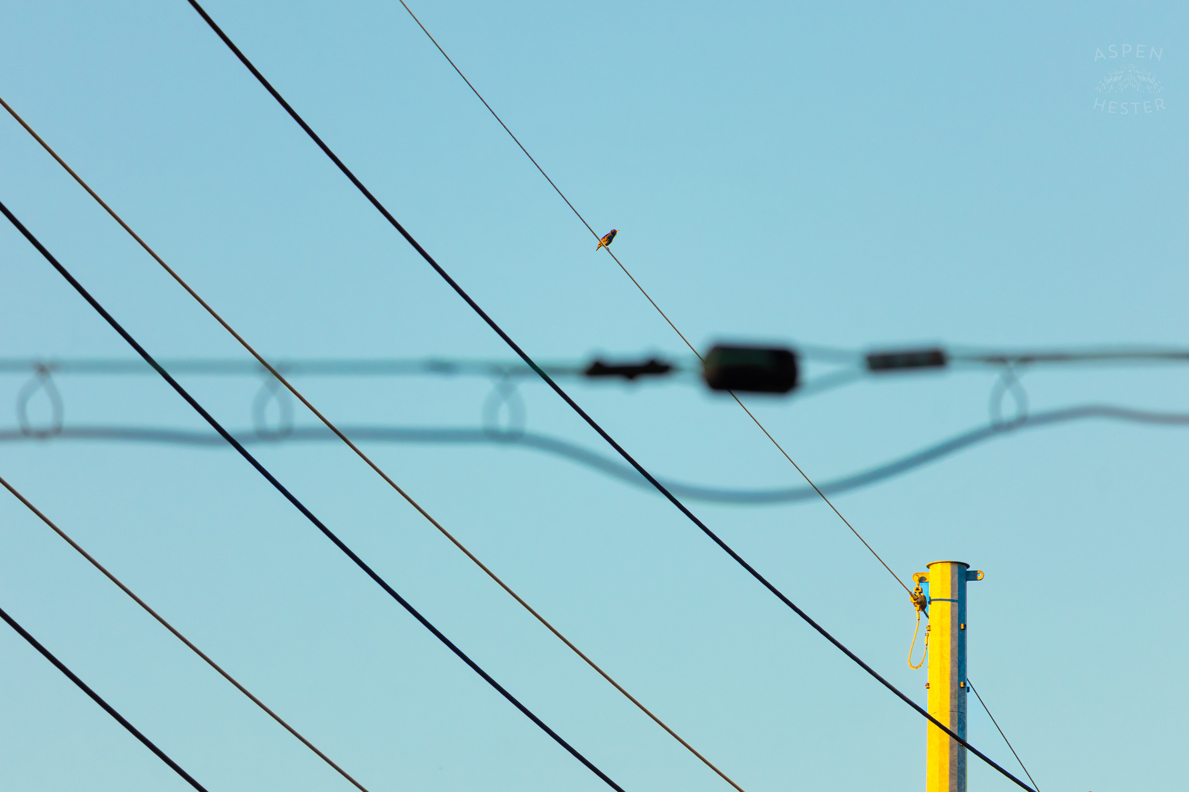 Bird Sits Atop A Powerline In Nulu on A Saturday Evening. November 14th, 2024/Aspen Hester