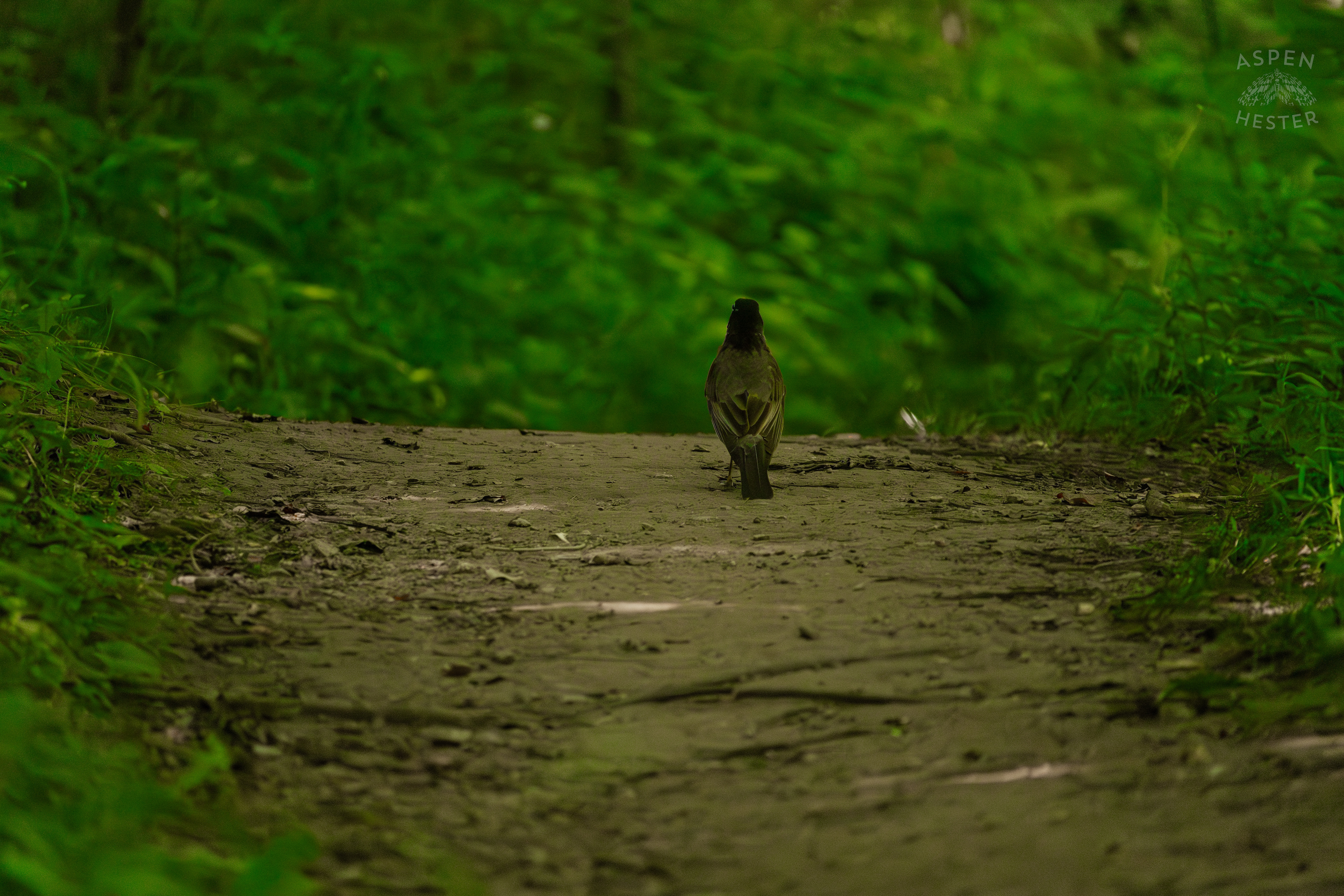 Robin Walking Down The Trails in Cherokee Park. June 11th, 2024/Aspen Hester