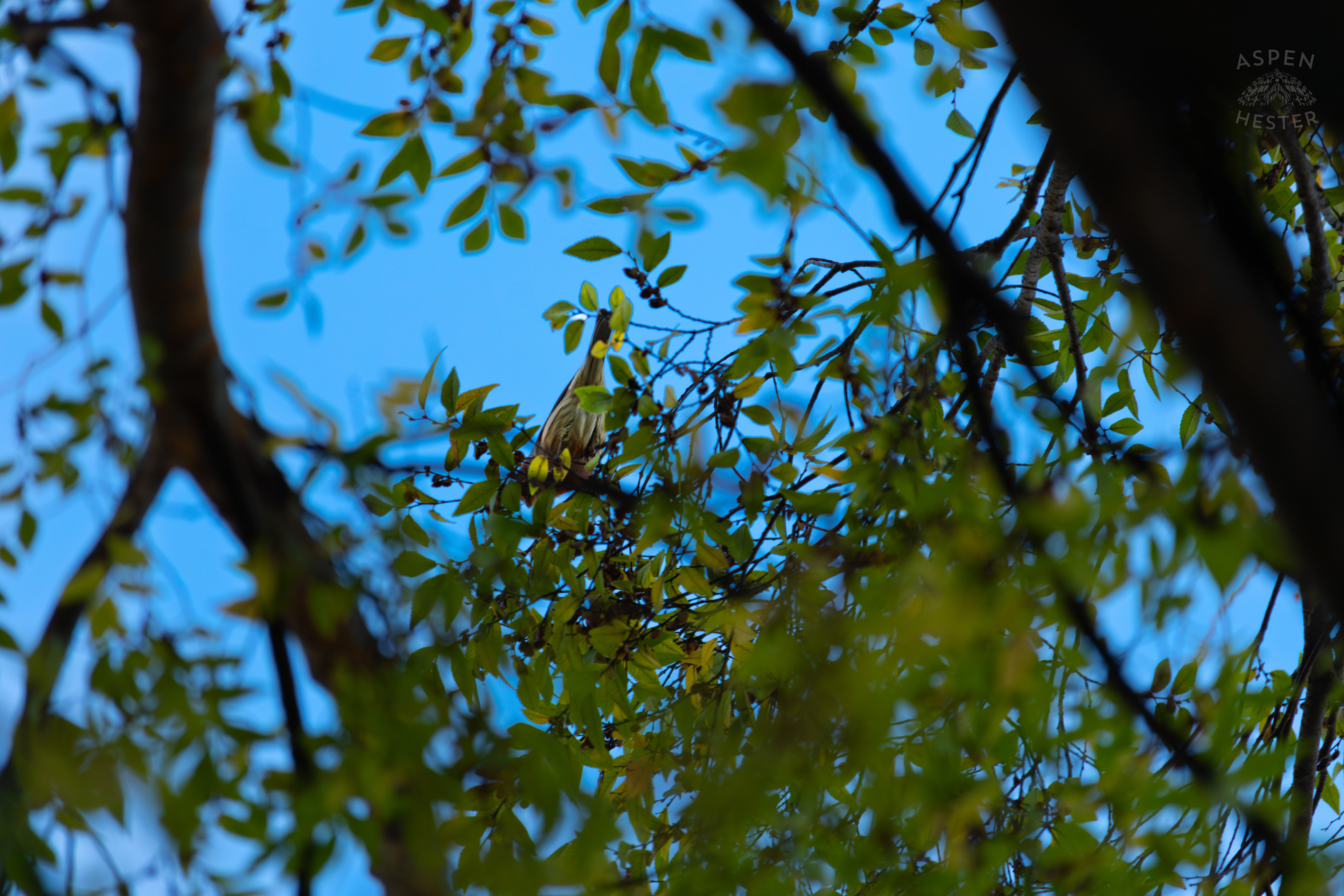 A Northern Mockingbird Sits Perched High in A Tree In Nulu on A Saturday Evening. November 14th, 2024/Aspen Hester
