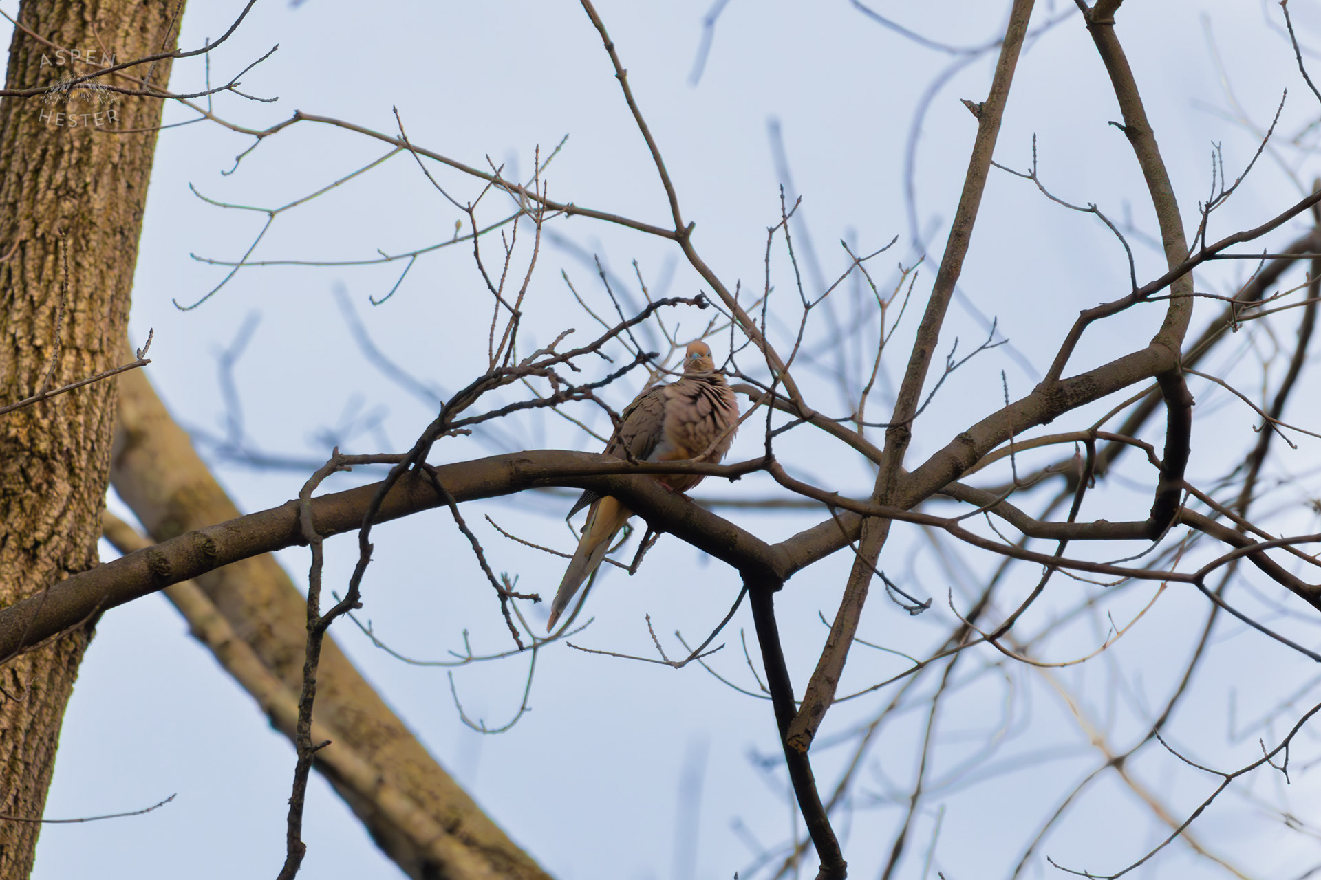 A Mourning Dove Perches on A Branch in My Neighbor's Yard. March 29th, 2026/Aspen Hester