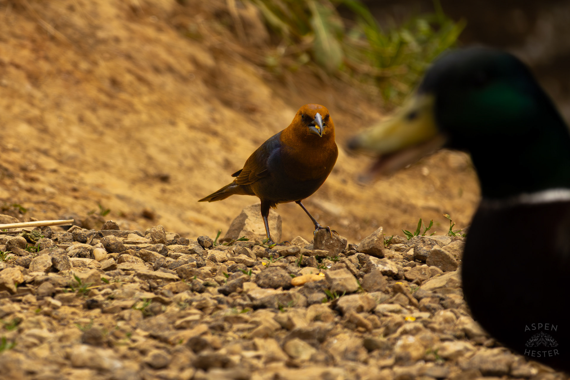 A Male Brown-Headed Cowbird Eats Bird Seed in Brown Park. April 14th, 2025/Aspen Hester