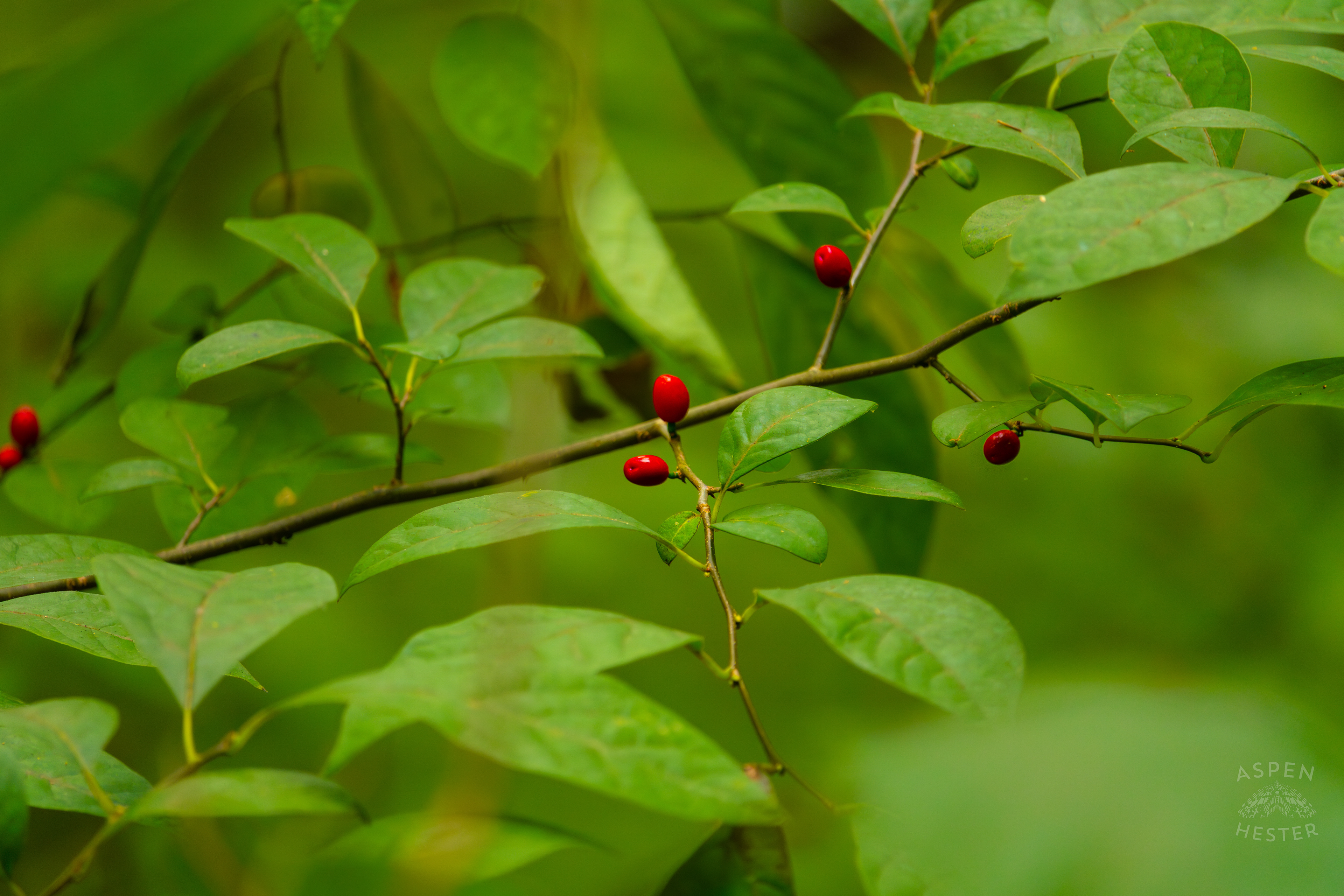 Spicebush Berries Growing Inside Jefferson Memorial Forest. September 3rd, 2024/Aspen Hester