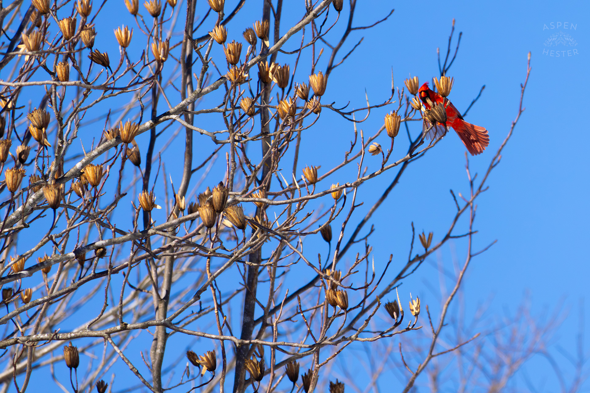  A Male Cardinal Flies From Branch to Branch in A Tulip Tree in my Snowy Backyard. January 13th, 2025/Aspen Hester