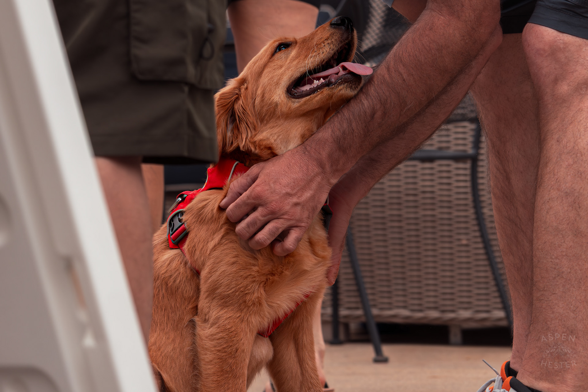 A Golden Retriever Puppy Enjoys Pets and Attention at Westport Village’s 5th Annual Puppy Palooza. April 19th, 2025/Aspen Hester