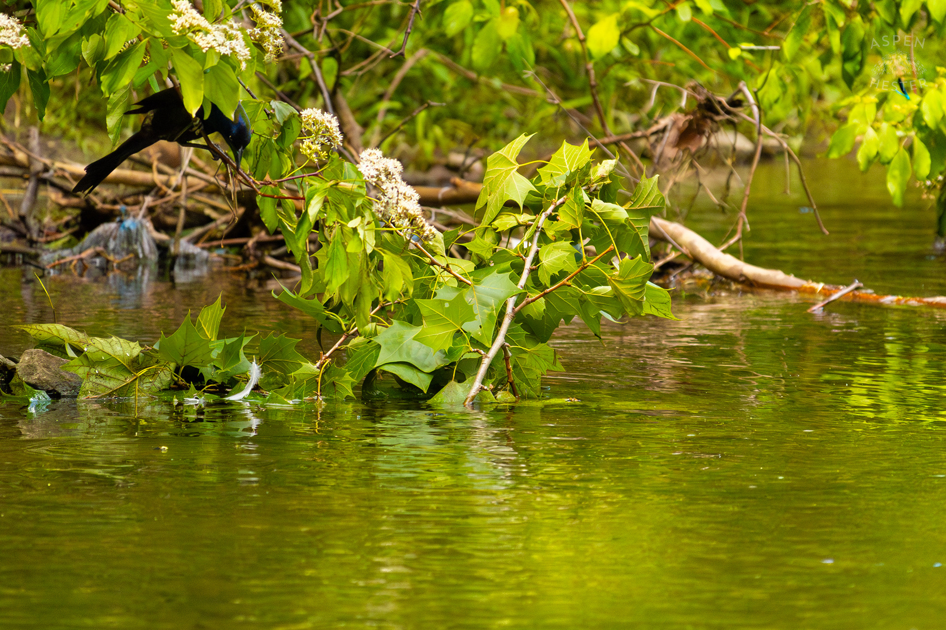 Crow Scavenging Along Middle Fork Beargrass Creek in Cherokee Park. May 28th, 2024/Aspen Hester