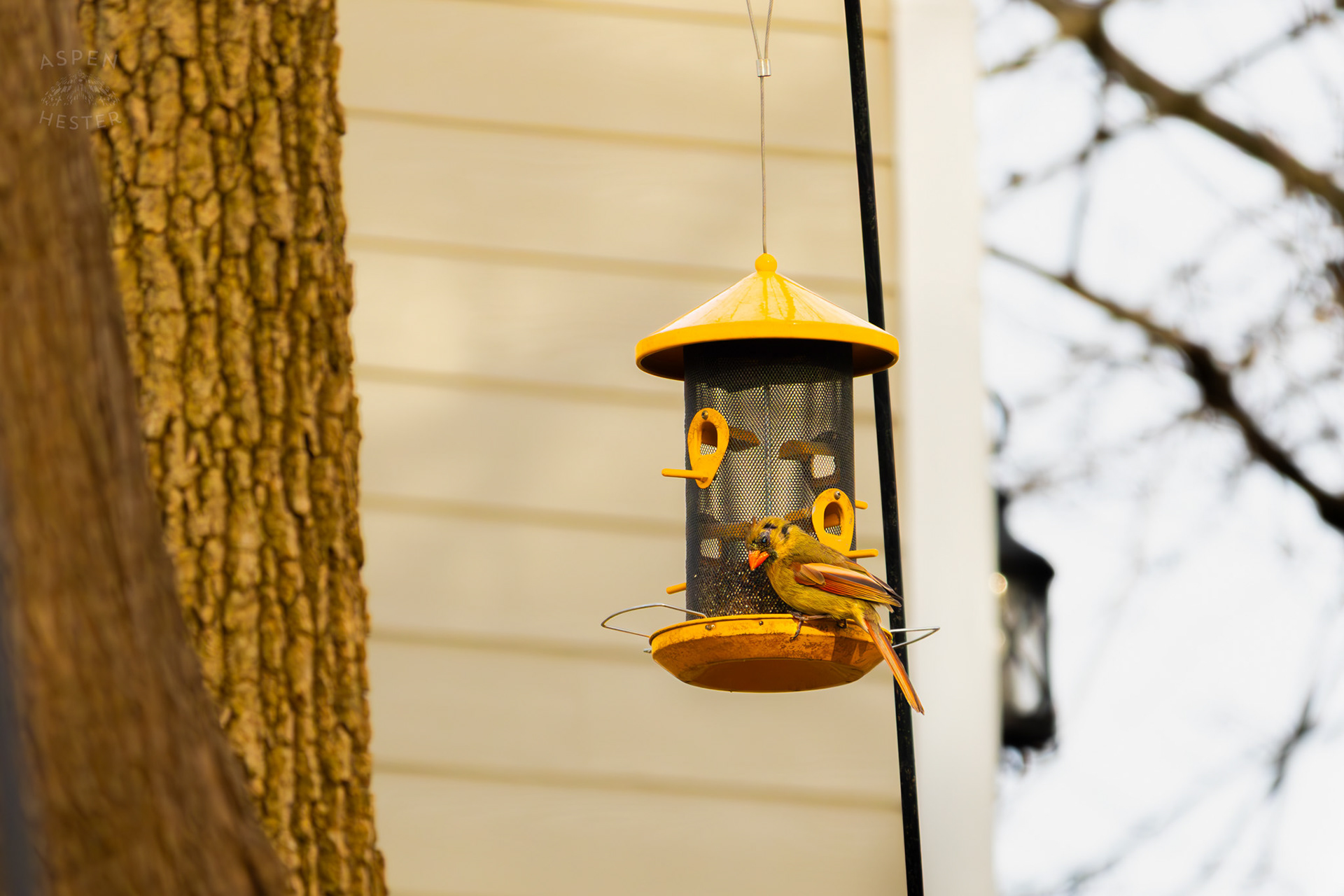 A Female Cardinal Eats From A Birdfeeder in My Neighbor's Yard. March 29th, 2026/Aspen Hester
