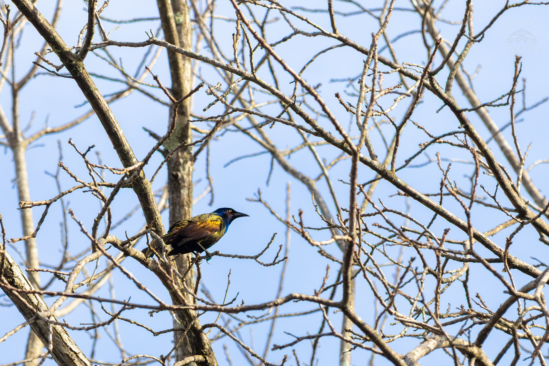 A Common Grackle Perches High in The Branches of My Neighbor's Yard. March 29th, 2026/Aspen Hester