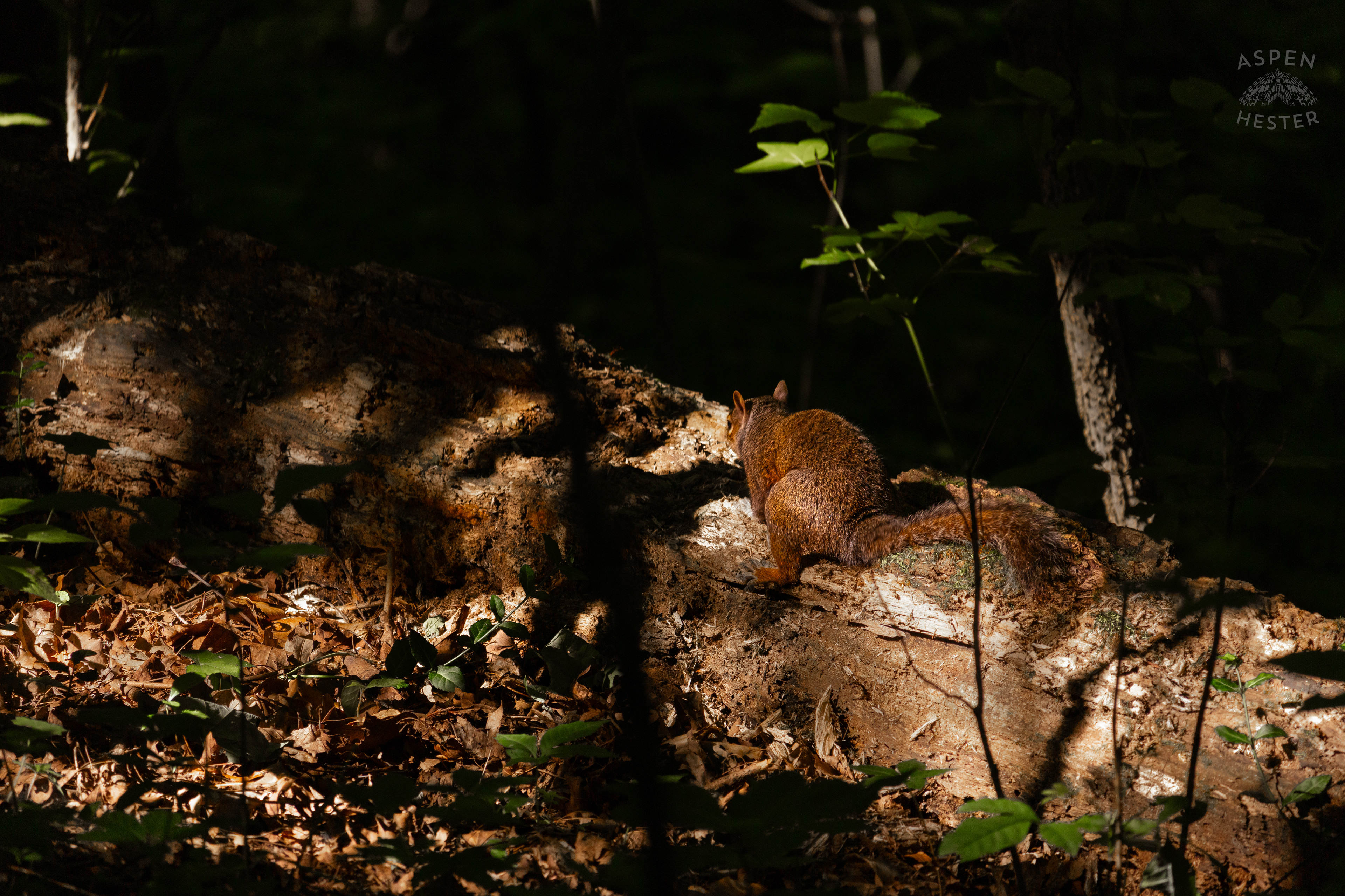 Squirrel Resting On A Log in Cherokee Park. June 11th, 2024/Aspen Hester