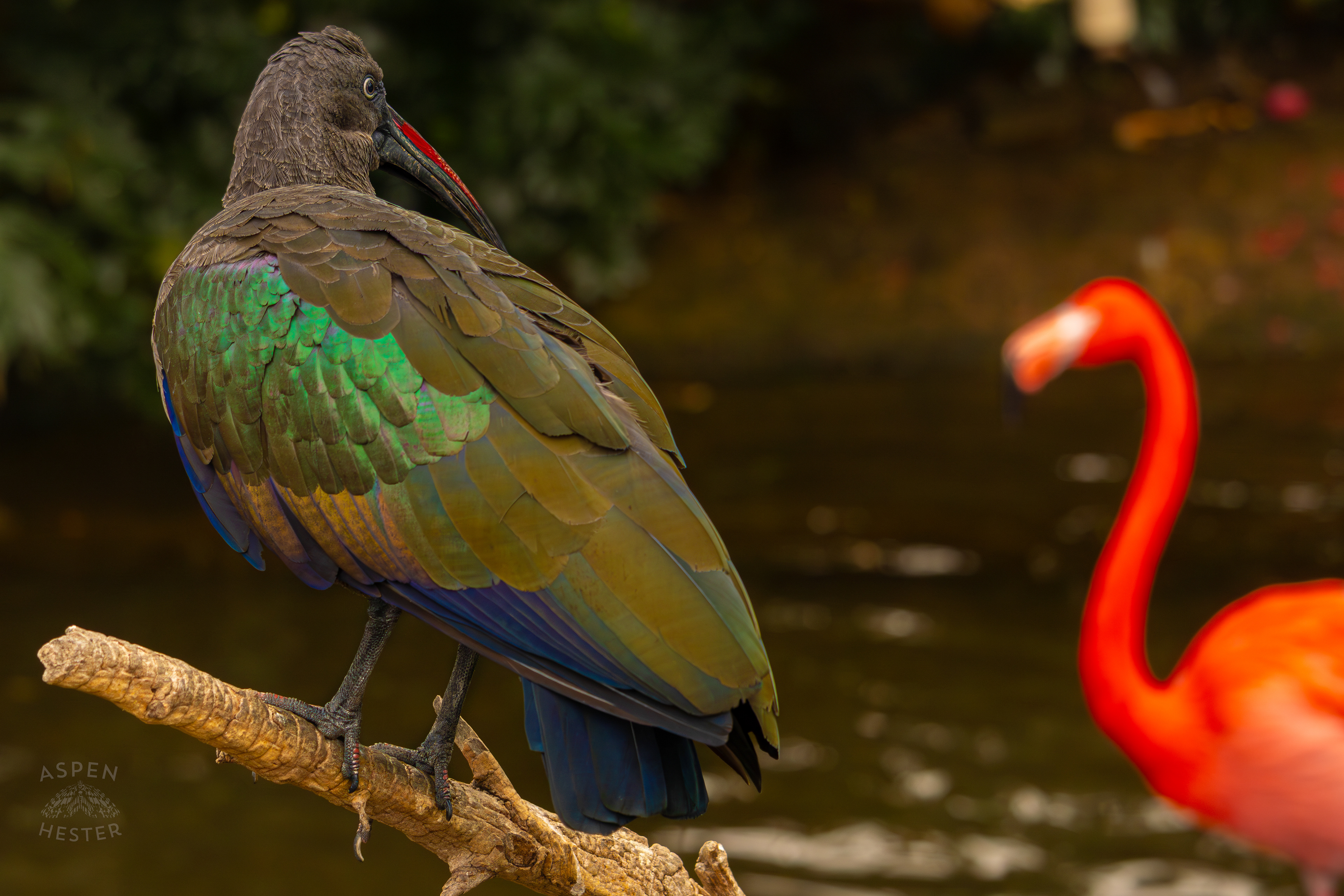 Hadada Ibis Perches in The Wetlands Inside The National Aviary in Pittsburgh Pennsylvania. February 26th, 2025/Aspen Hester