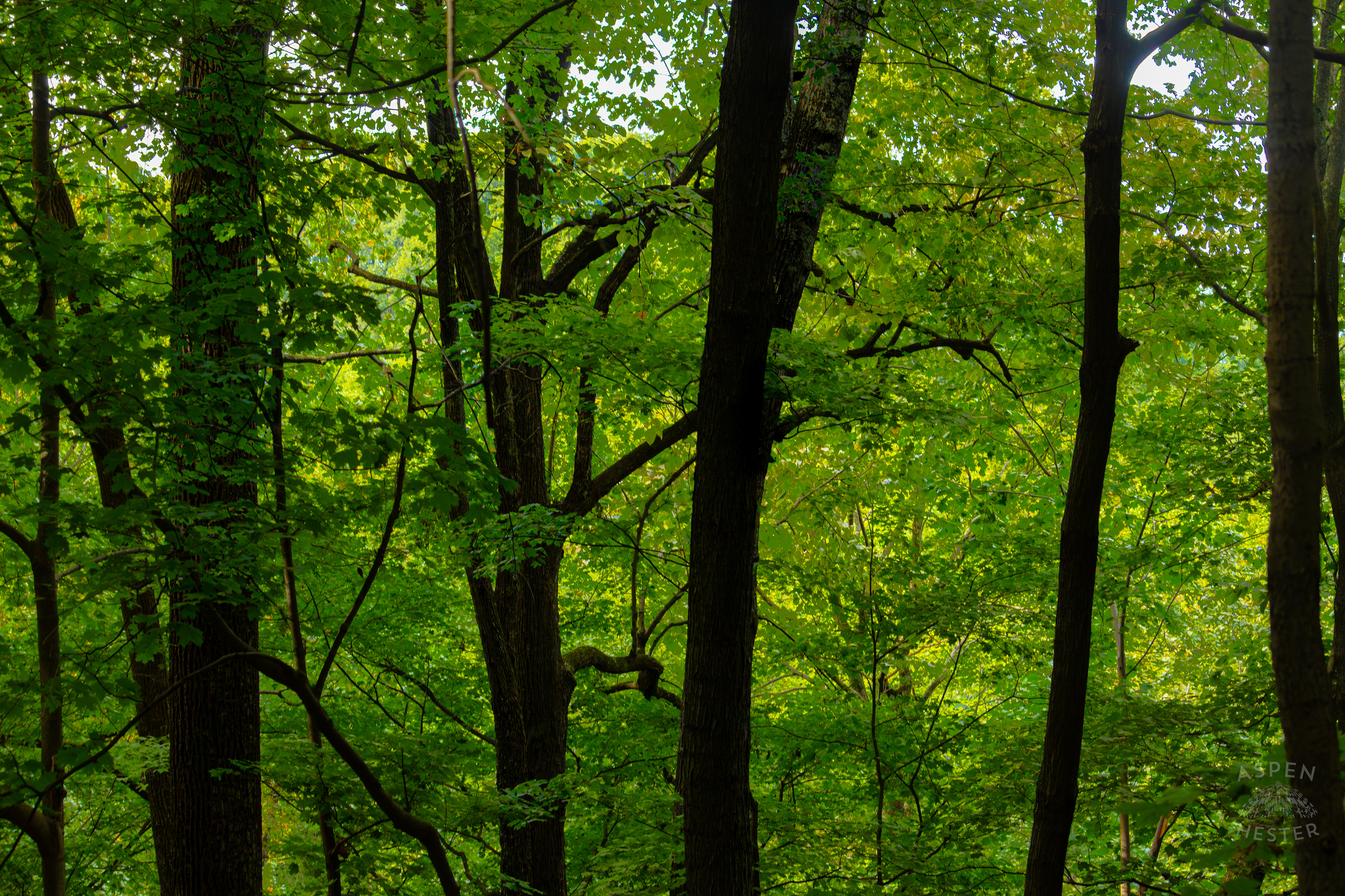 Dense Trees Inside Jefferson Memorial Forest. September 3rd, 2024/Aspen Hester
