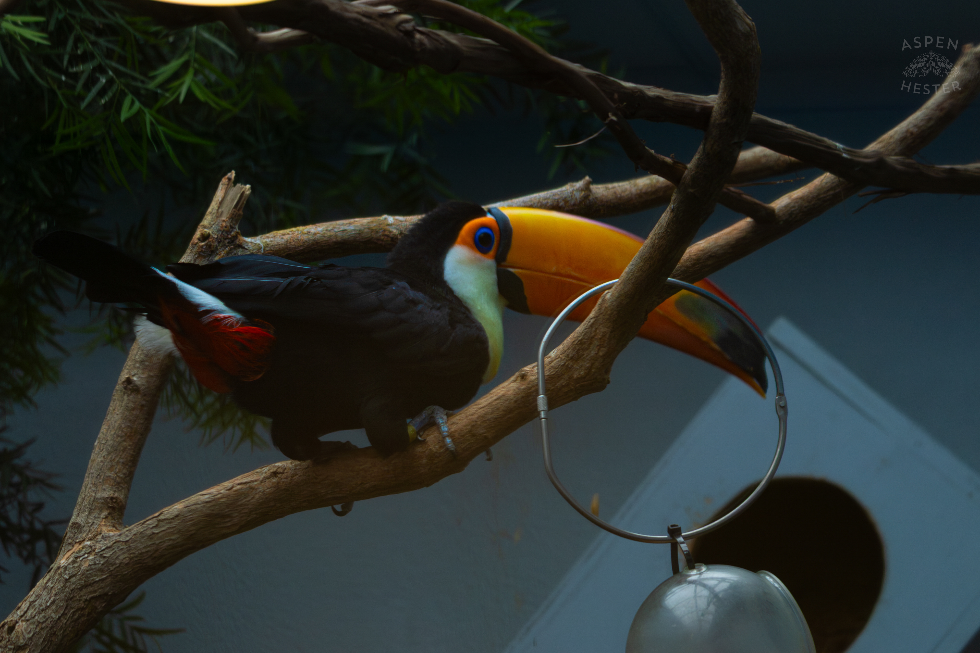 Toucan Perches Near Food Inside The National Aviary in Pittsburgh Pennsylvania. February 26th, 2025/Aspen Hester