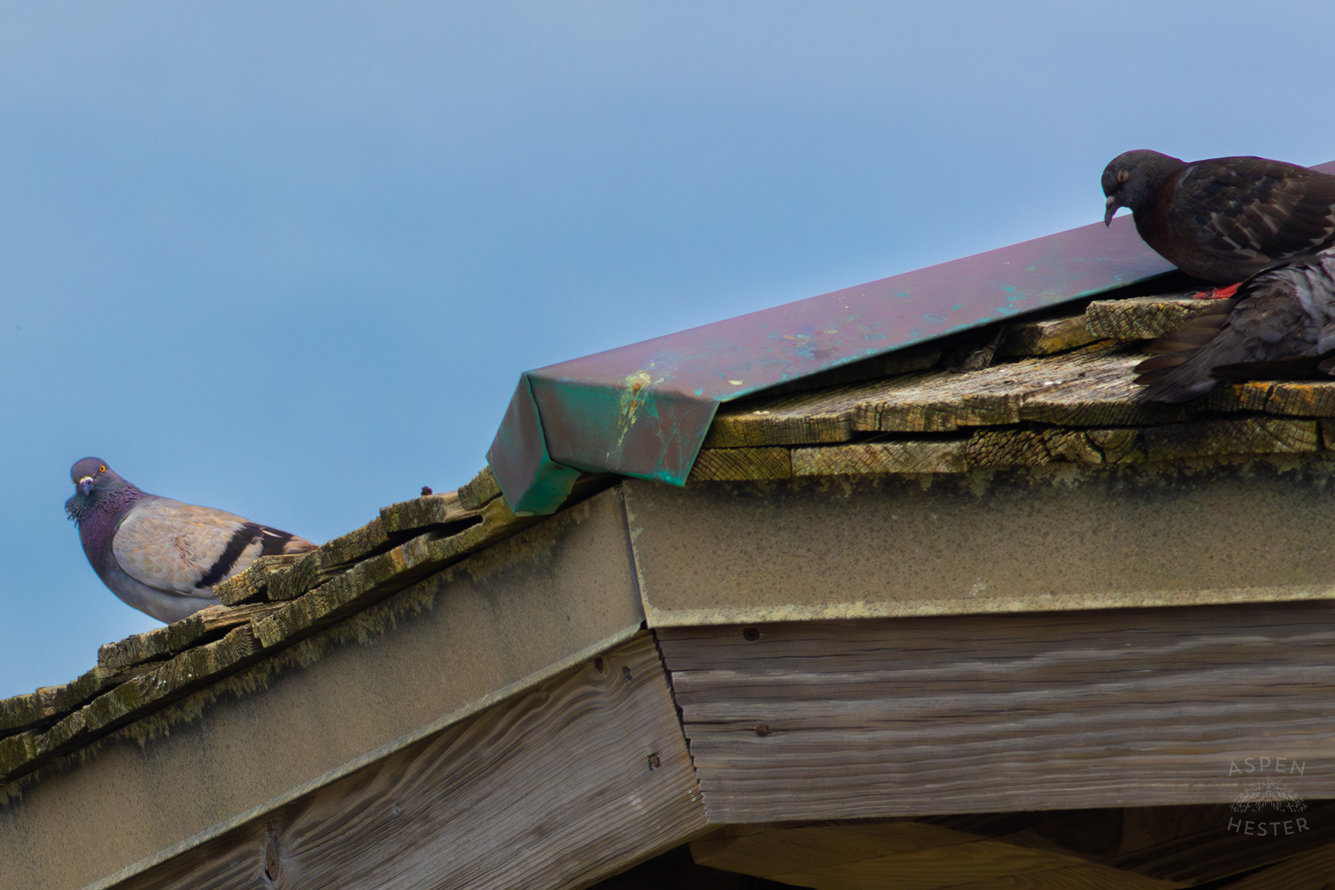Two Pidgeon's Rest Atop The Tybee Island Pier and Pavilion on Tybee Island Georgia. June 27th, 2024/Aspen Hester