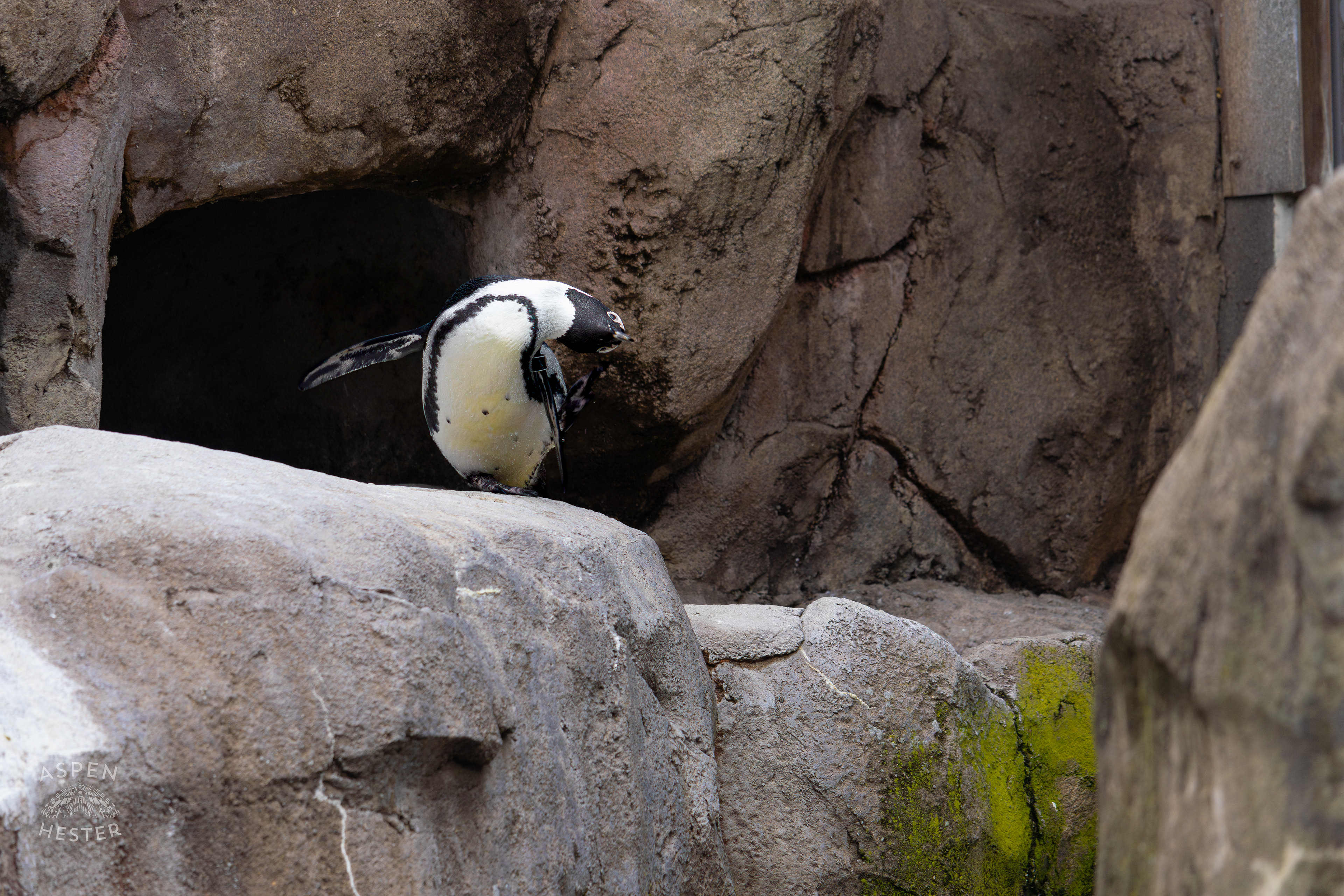 An African Penguin Scratching an Itch in Penguin Point Inside The National Aviary in Pittsburgh Pennsylvania. February 26th, 2025/Aspen Hester