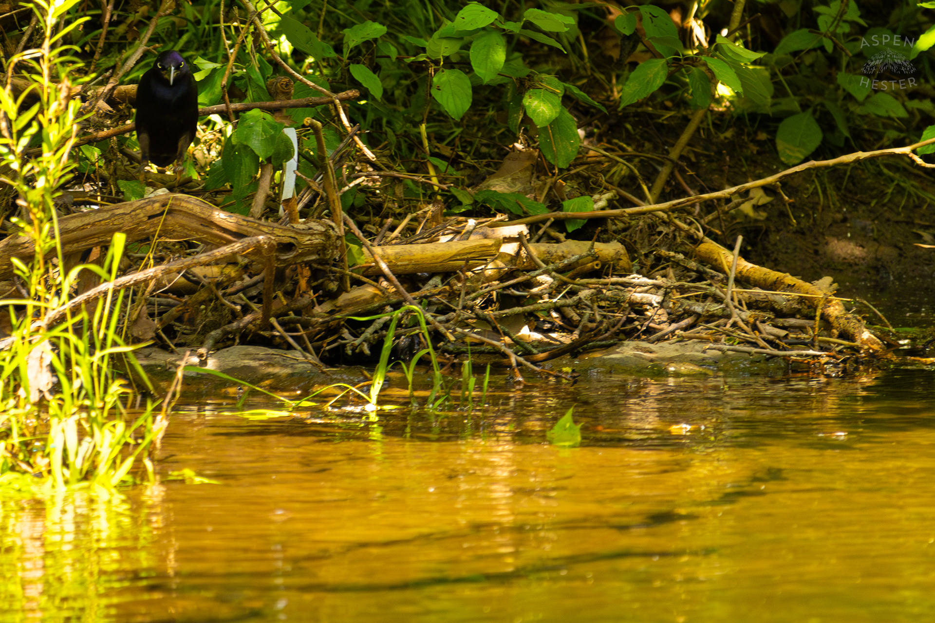 Crow Scavenging Along Middle Fork Beargrass Creek in Cherokee Park. May 28th, 2024/Aspen Hester