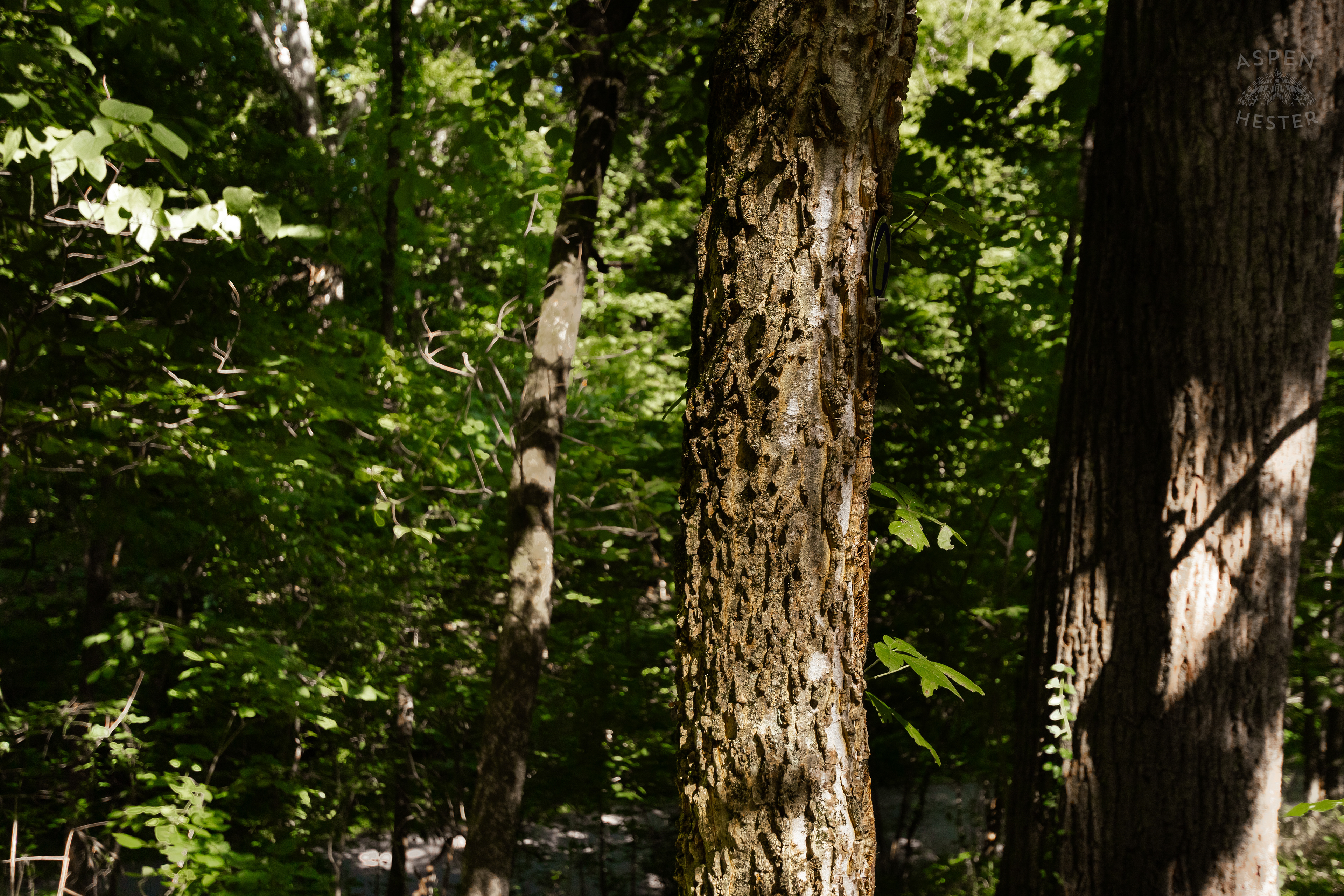 Trees in Cherokee Park. June 11th, 2024/Aspen Hester