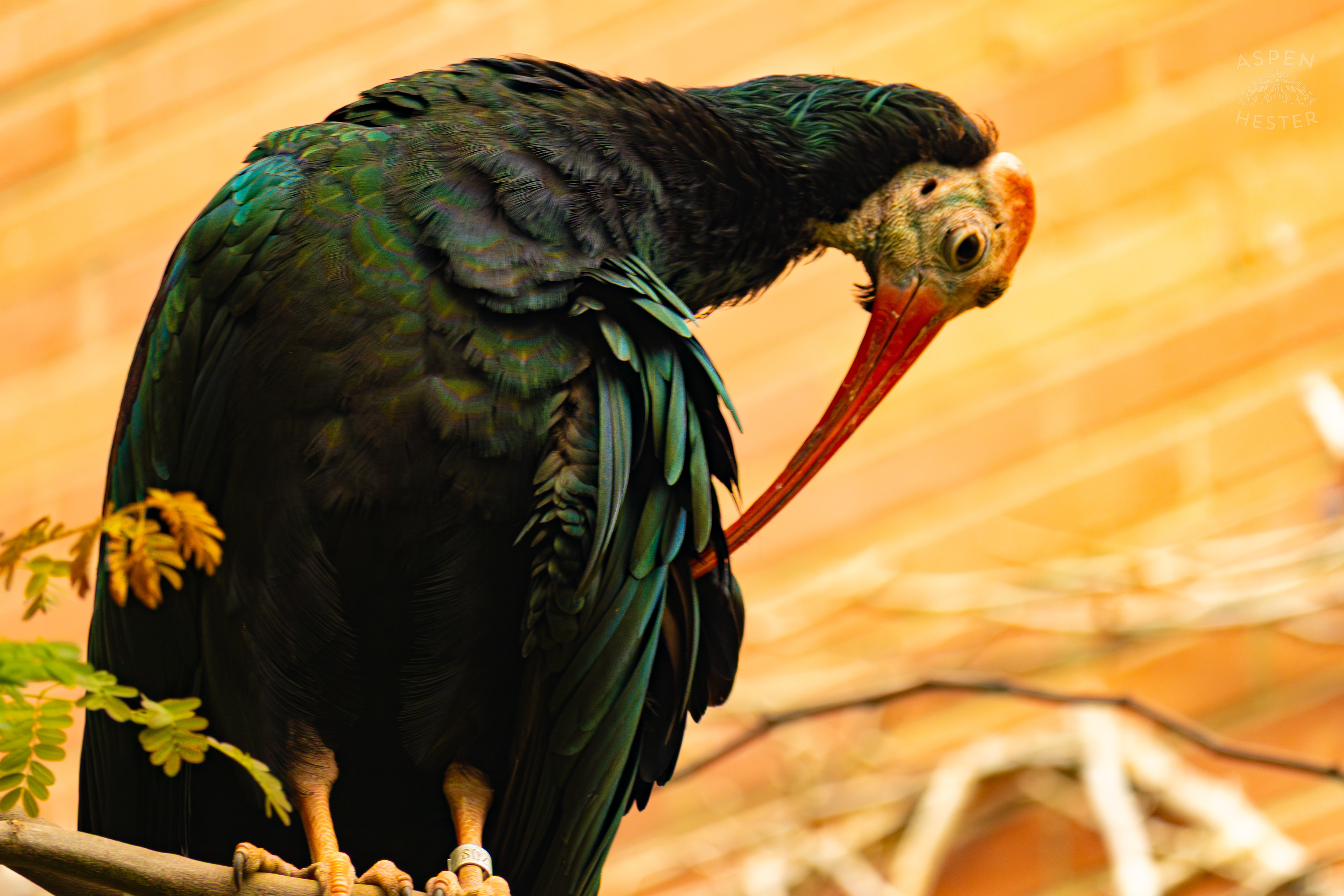 A Southern Bald Ibis Preens In The Rainforest Inside The National Aviary in Pittsburgh Pennsylvania. February 26th, 2025/Aspen Hester