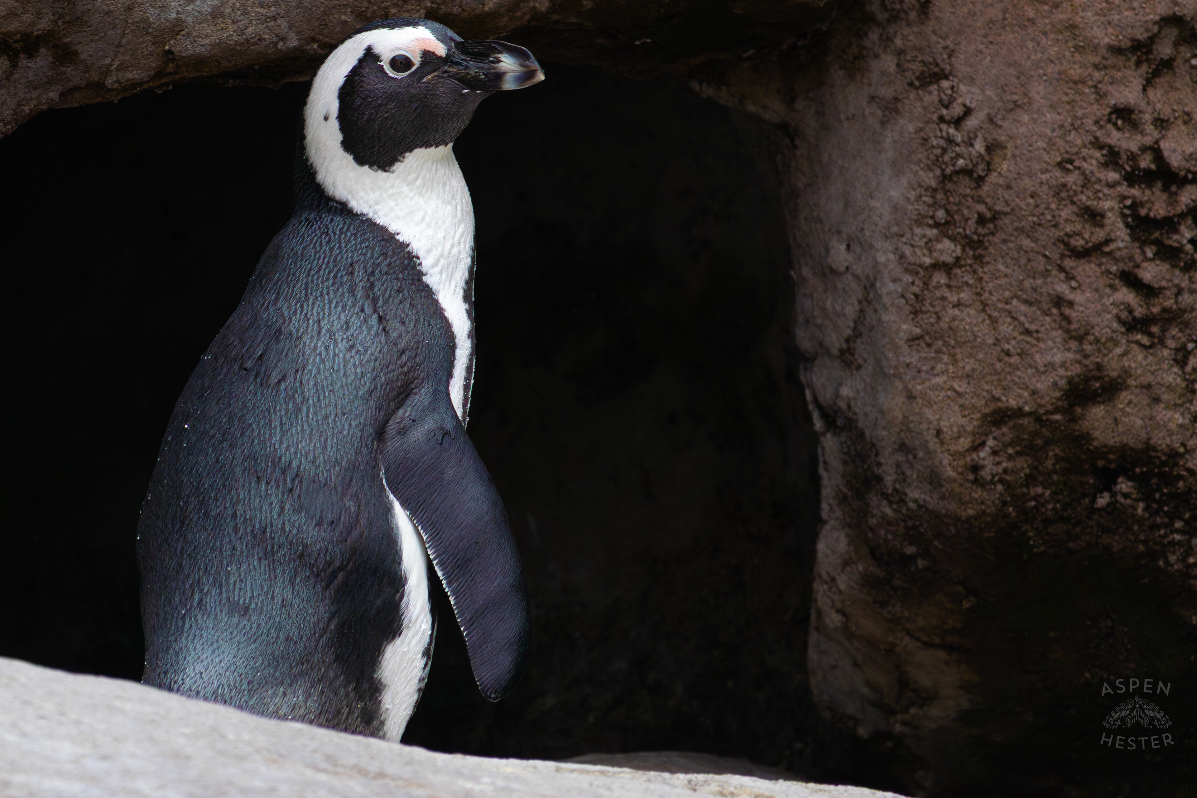 An African Penguin Living in Penguin Point Inside The National Aviary in Pittsburgh Pennsylvania. February 26th, 2025/Aspen Hester