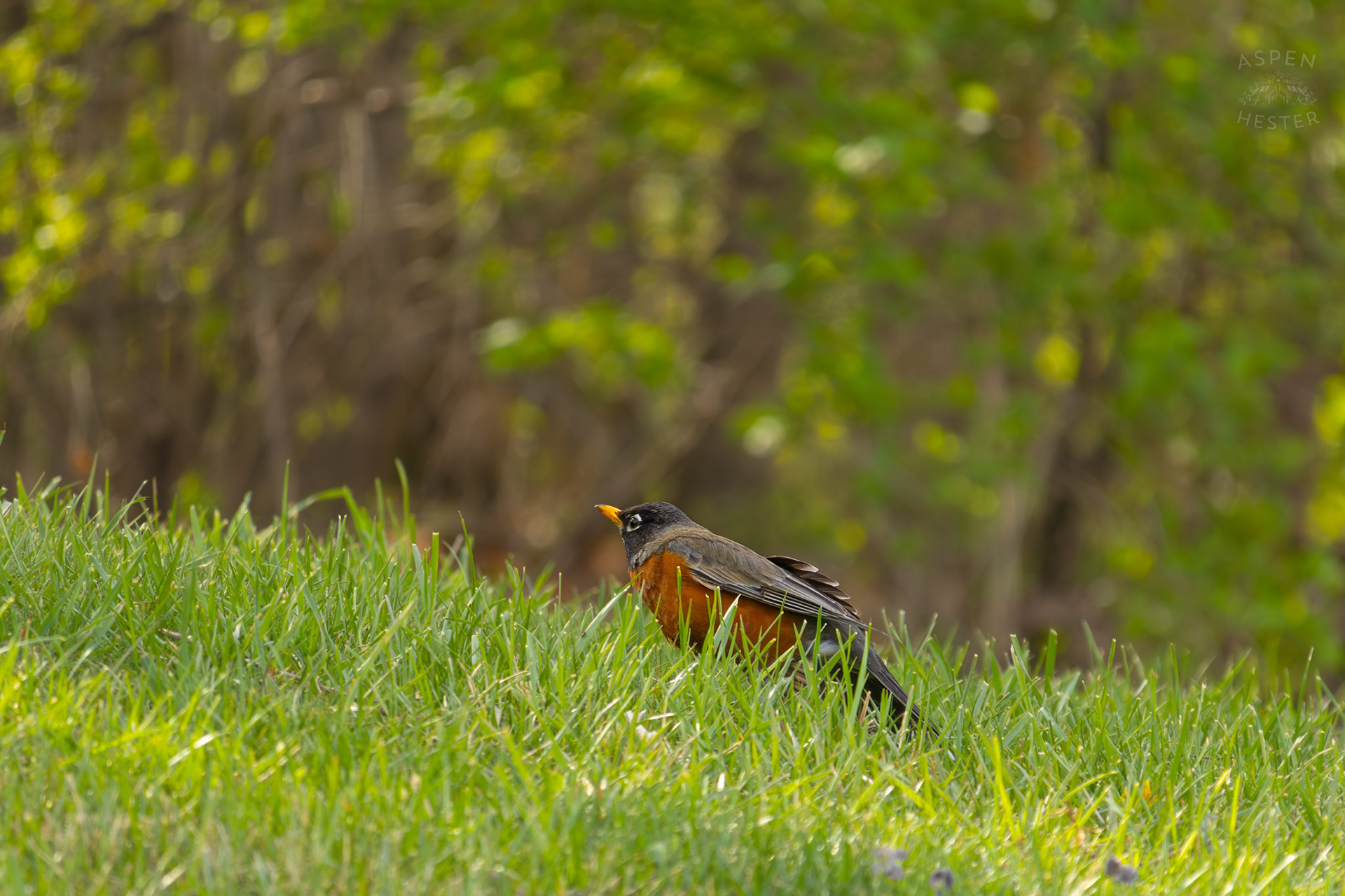 A Robin Ruffles Its Feathers in My Neighbor's Yard. March 29th, 2026/Aspen Hester