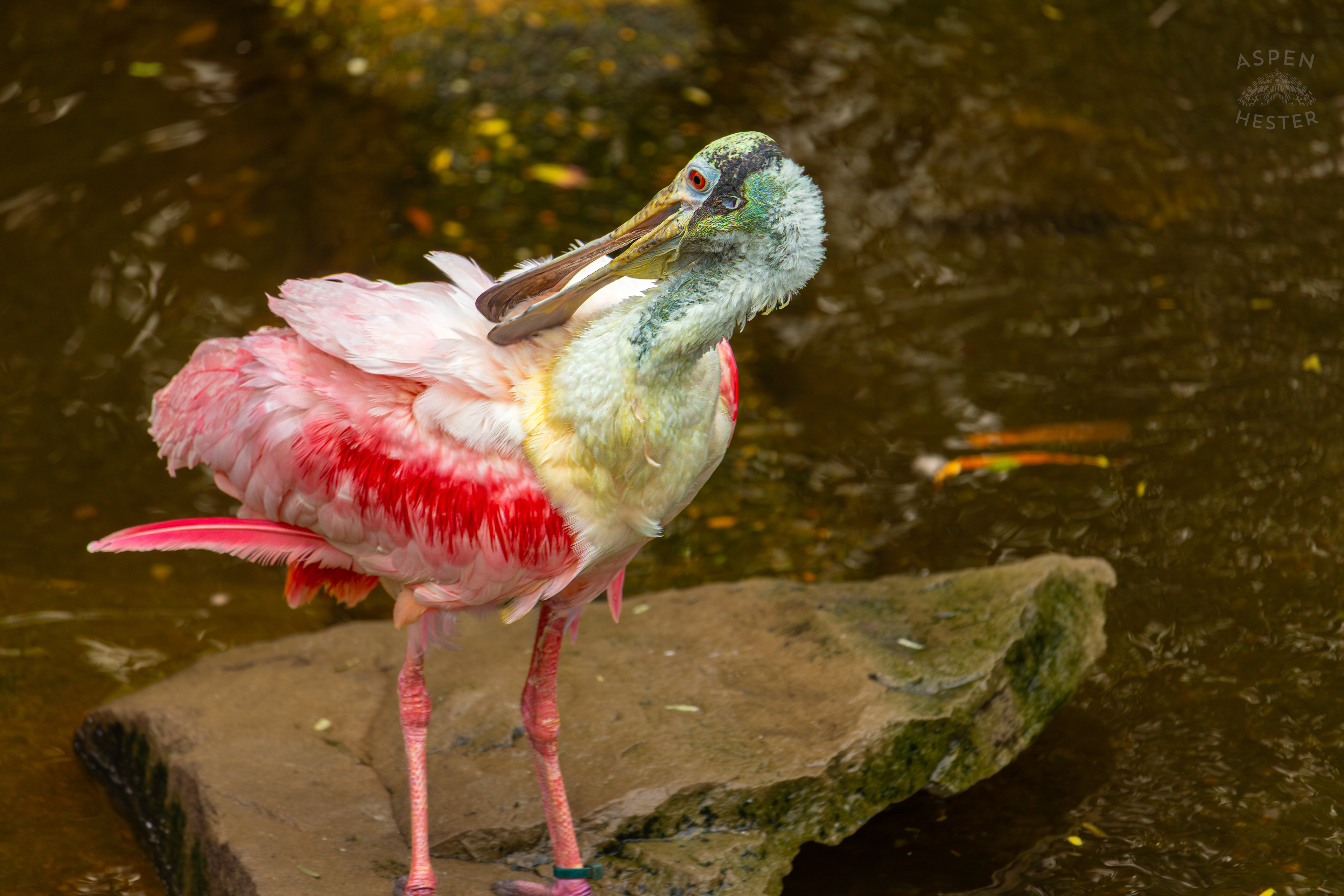 A Roseate Spoonbill Preens Itself On A Rock In The Wetlands Inside The National Aviary in Pittsburgh Pennsylvania. February 26th, 2025/Aspen Hester