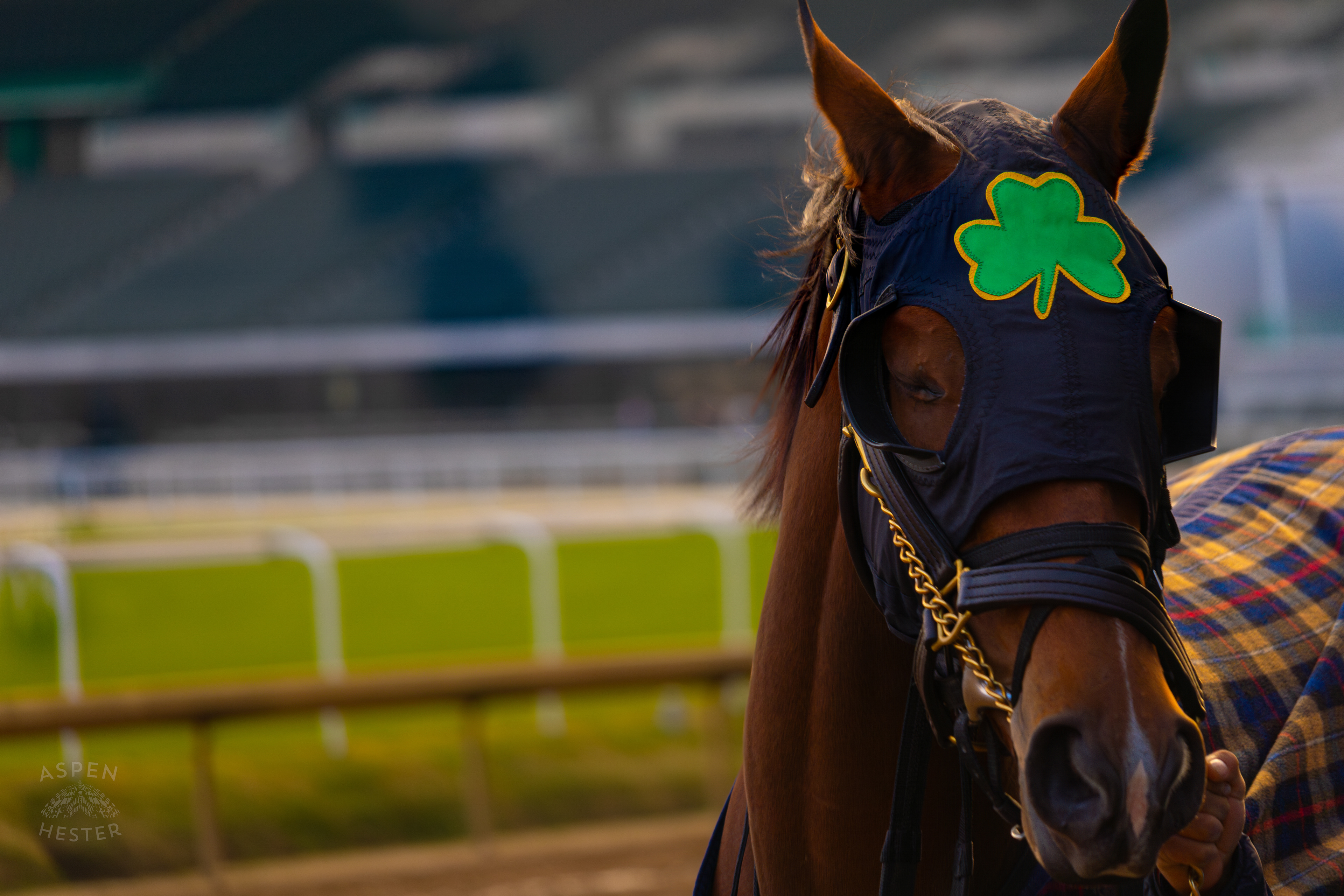 Horse #9 Adrasteia Being Led to The Starting Gate for Race 11 During The Thanksgiving Day Festivities At Churchill Downs. November 28th, 2024/Aspen Hester