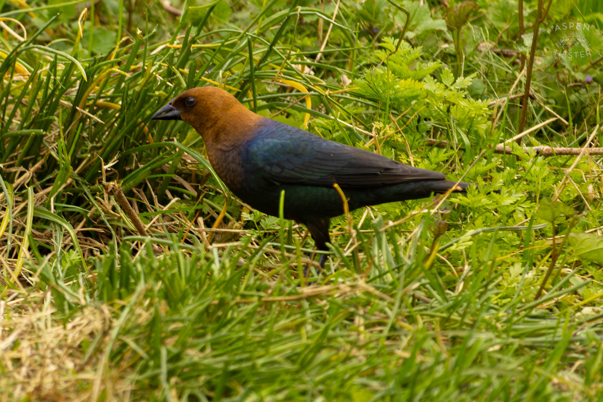 A Male Brown-Headed Cowbird in Brown Park. April 14th, 2025/Aspen Hester