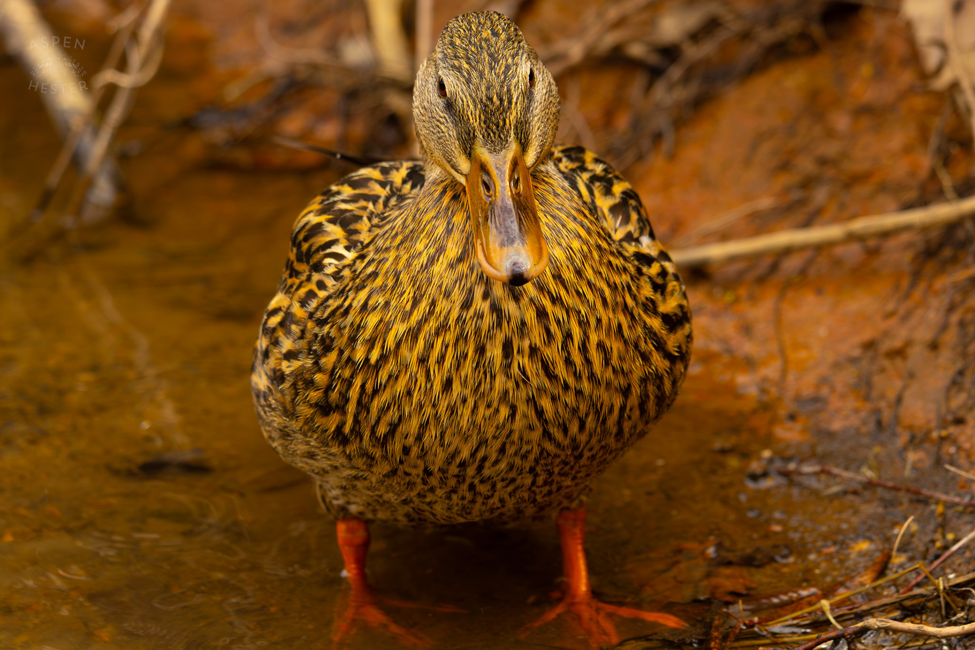 A Female Mallard Basks in The Sun on The Banks of Middle Fork Beargrass Creek Where It Runs Through Brown Park. April 14th, 2025/Aspen Hester