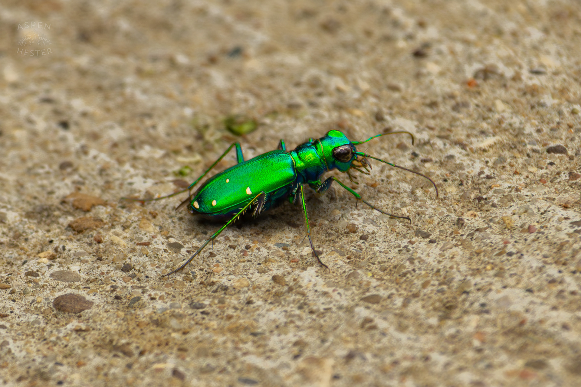 A Shimmering Green Common Tiger Beetle on The Sidewalk in Brown Park. April 14th, 2025/Aspen Hester