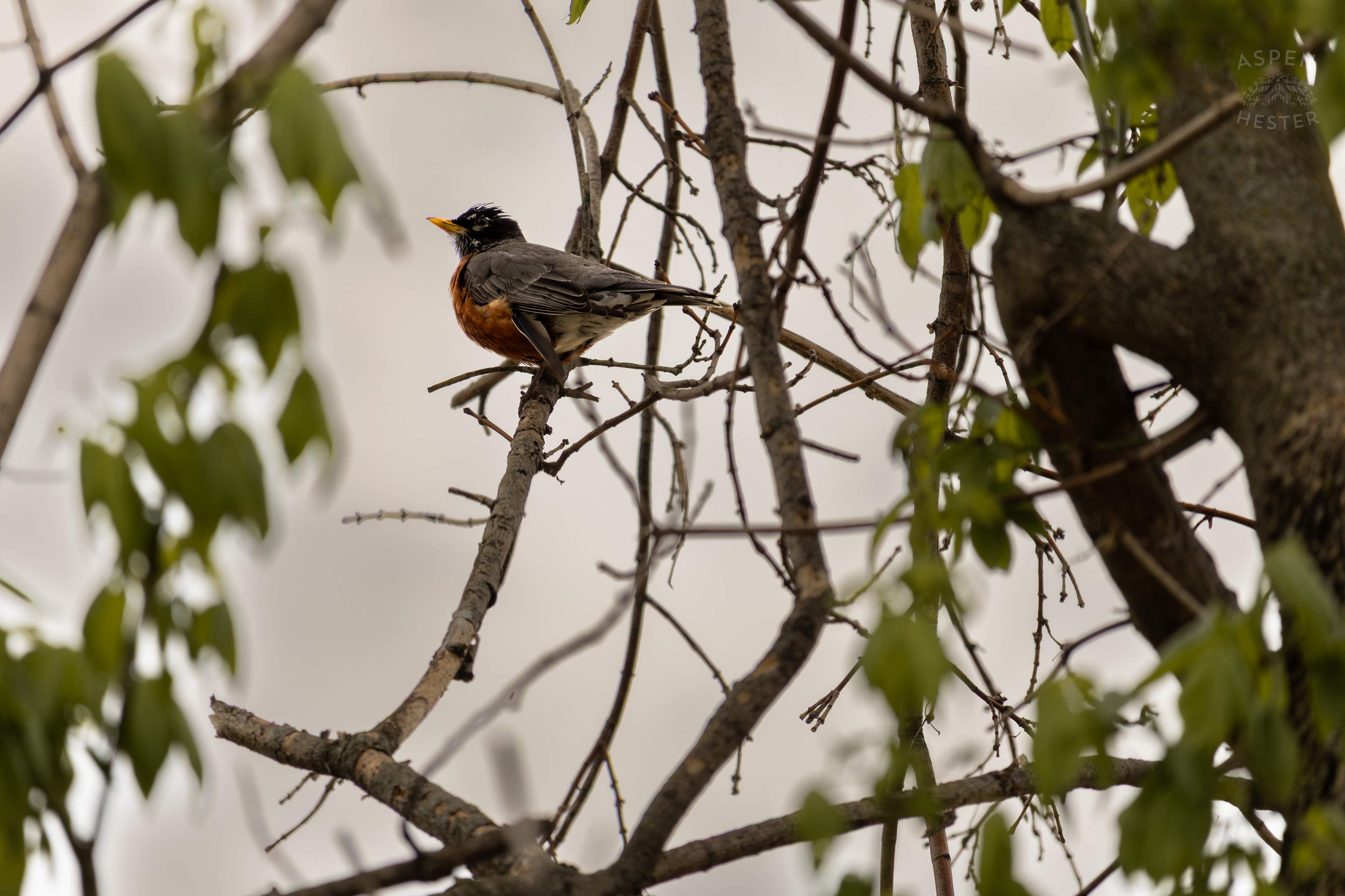 A Robin Perches High in The Trees Above The Ohio Rivers Near Crest Amid The Historic Flooding in Utica Indiana. April 9th, 2025/Aspen Hester