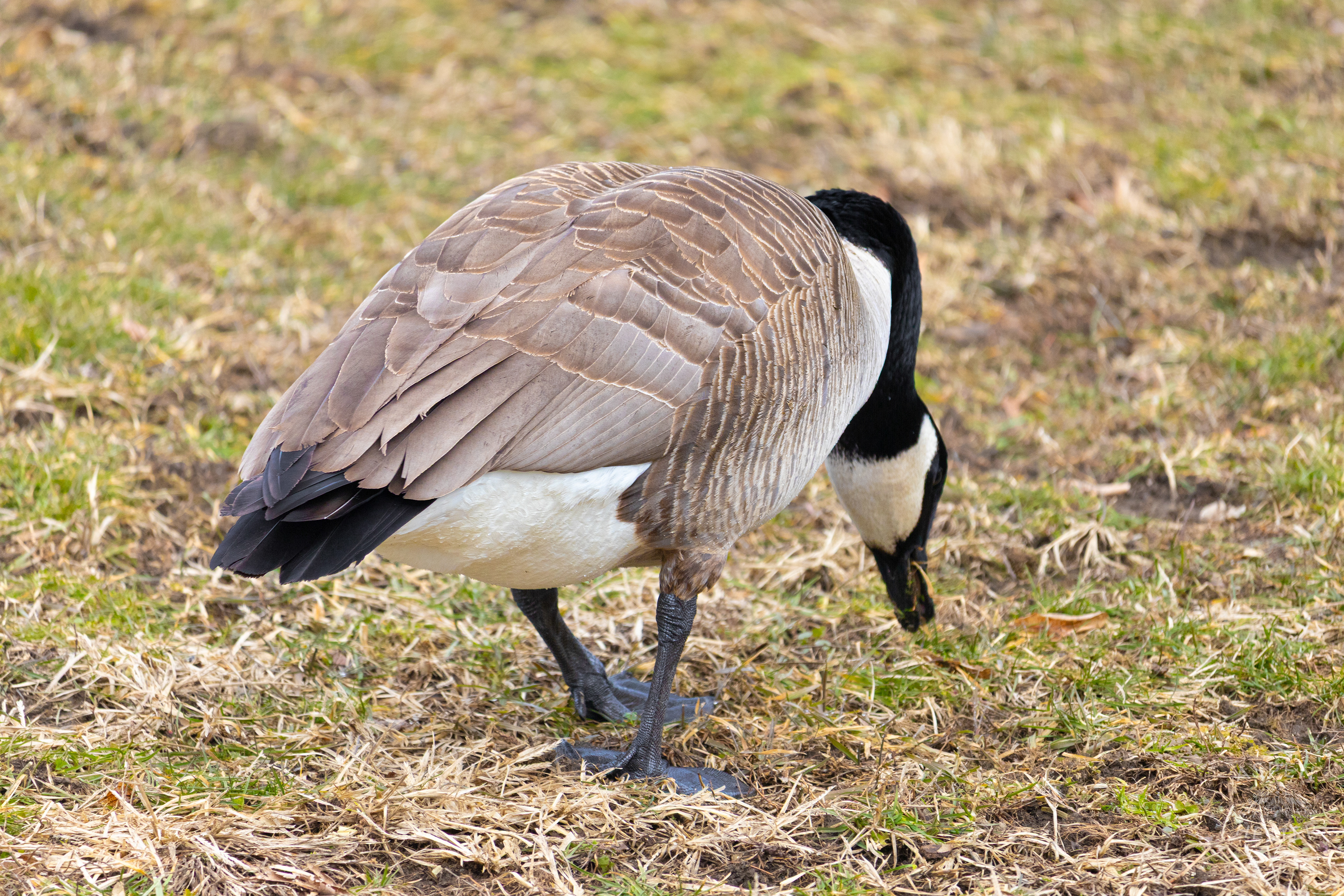 Geese Forage on The Shore of Lake Elizabeth Outside The National Aviary in Pittsburgh Pennsylvania. February 26th, 2025/Aspen Hester