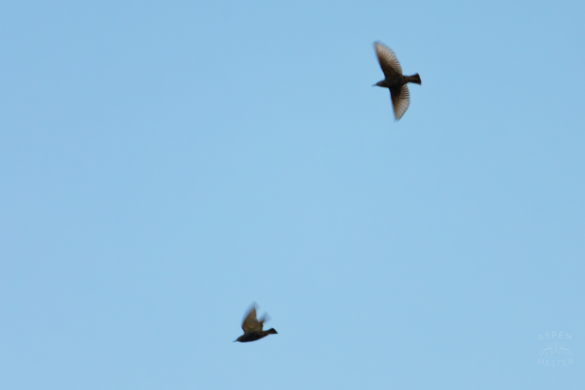 Brown Creepers Flying Off A Powerline In Nulu on A Saturday Evening. November 14th, 2024/Aspen Hester