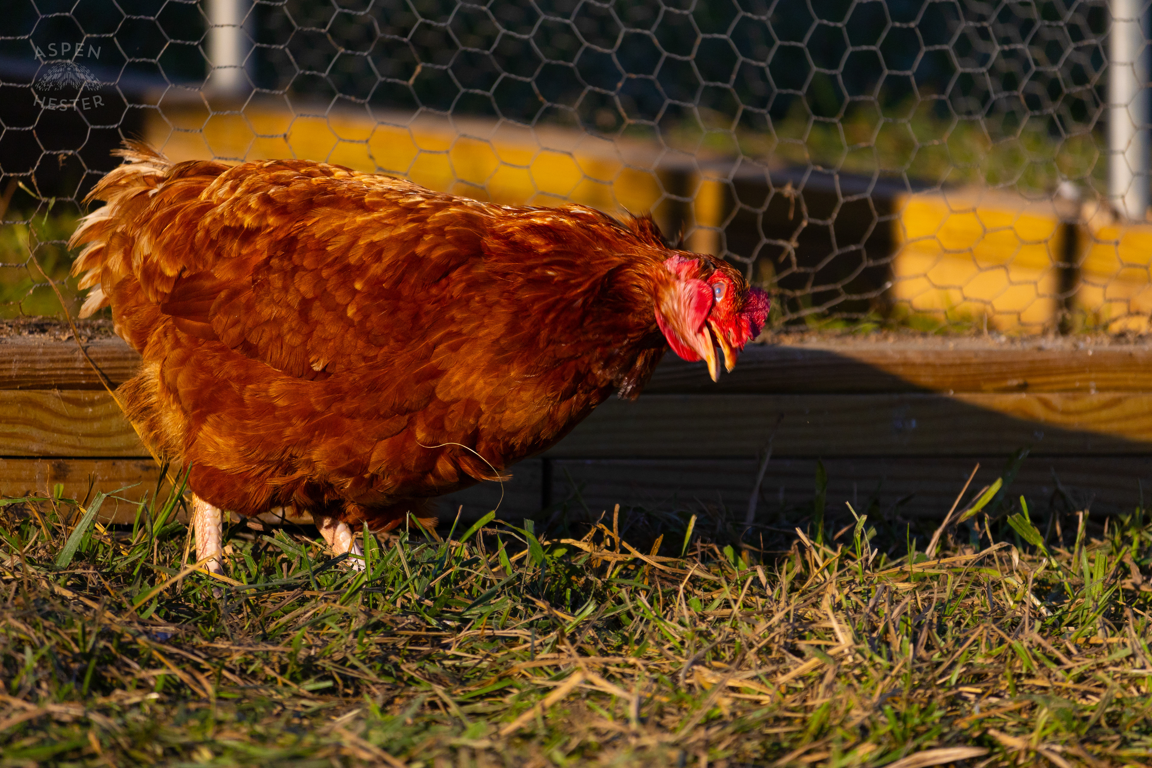 A Chicken Shaking it Out on Skinner Farms Thanksgiving Turkey Pick Up Day. November 24th, 2024/Aspen Hester