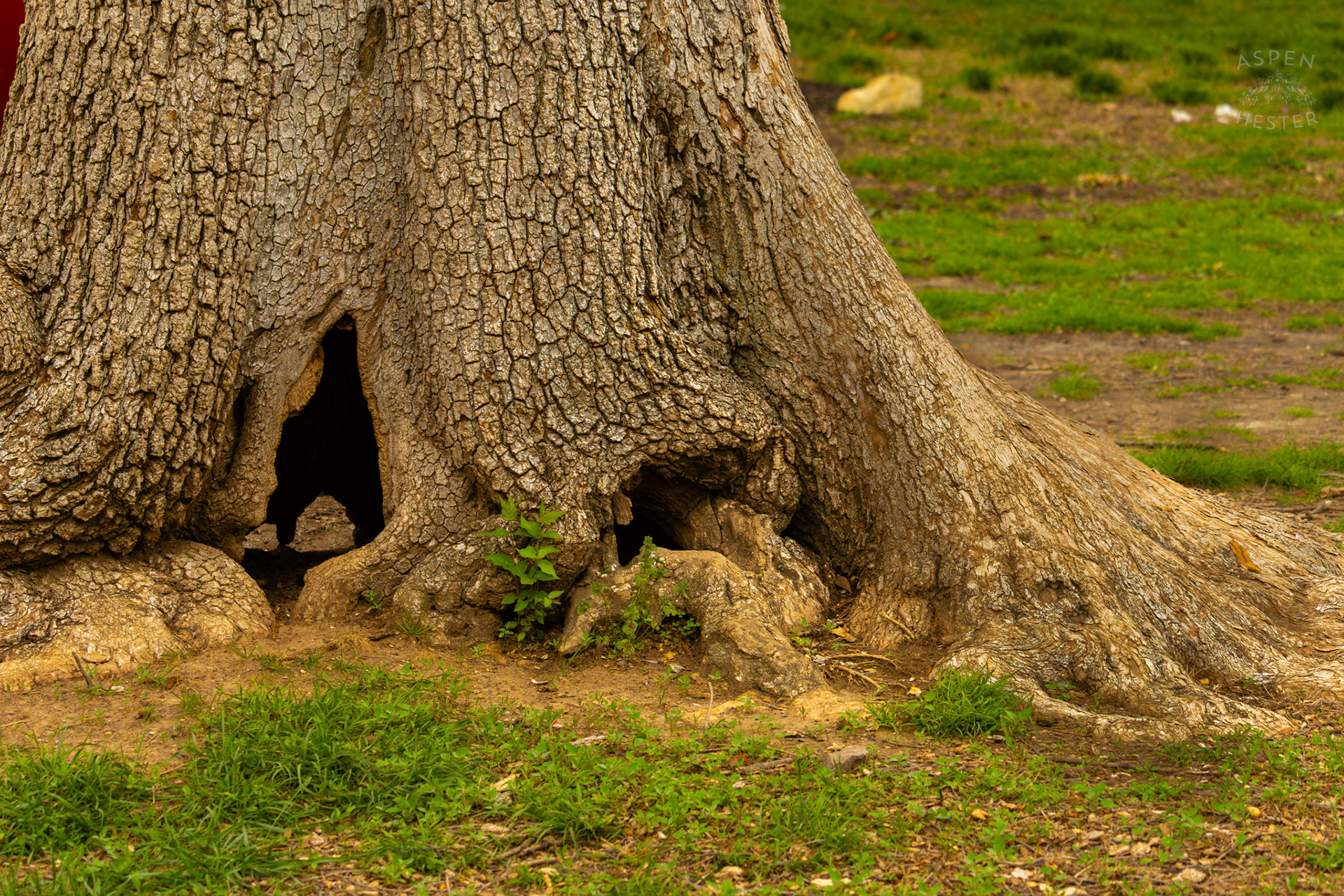 A Large Tree With a Hole All The Way Through Its Trunk in Brown Park. April 14th, 2025/Aspen Hester